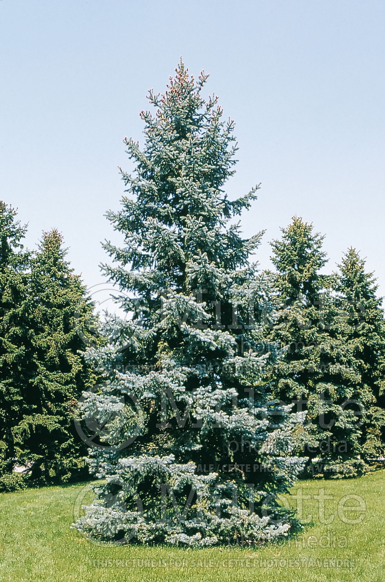 Picea Hoopsii (Serbian spruce Mountain Spruce conifer) 5