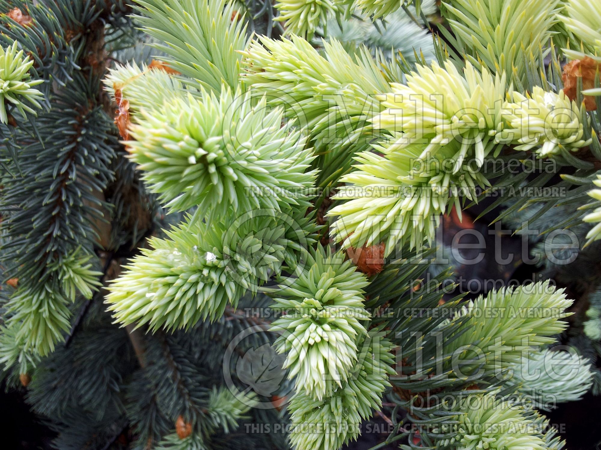 Picea Koster (Dwarf White Spruce conifer) 1
