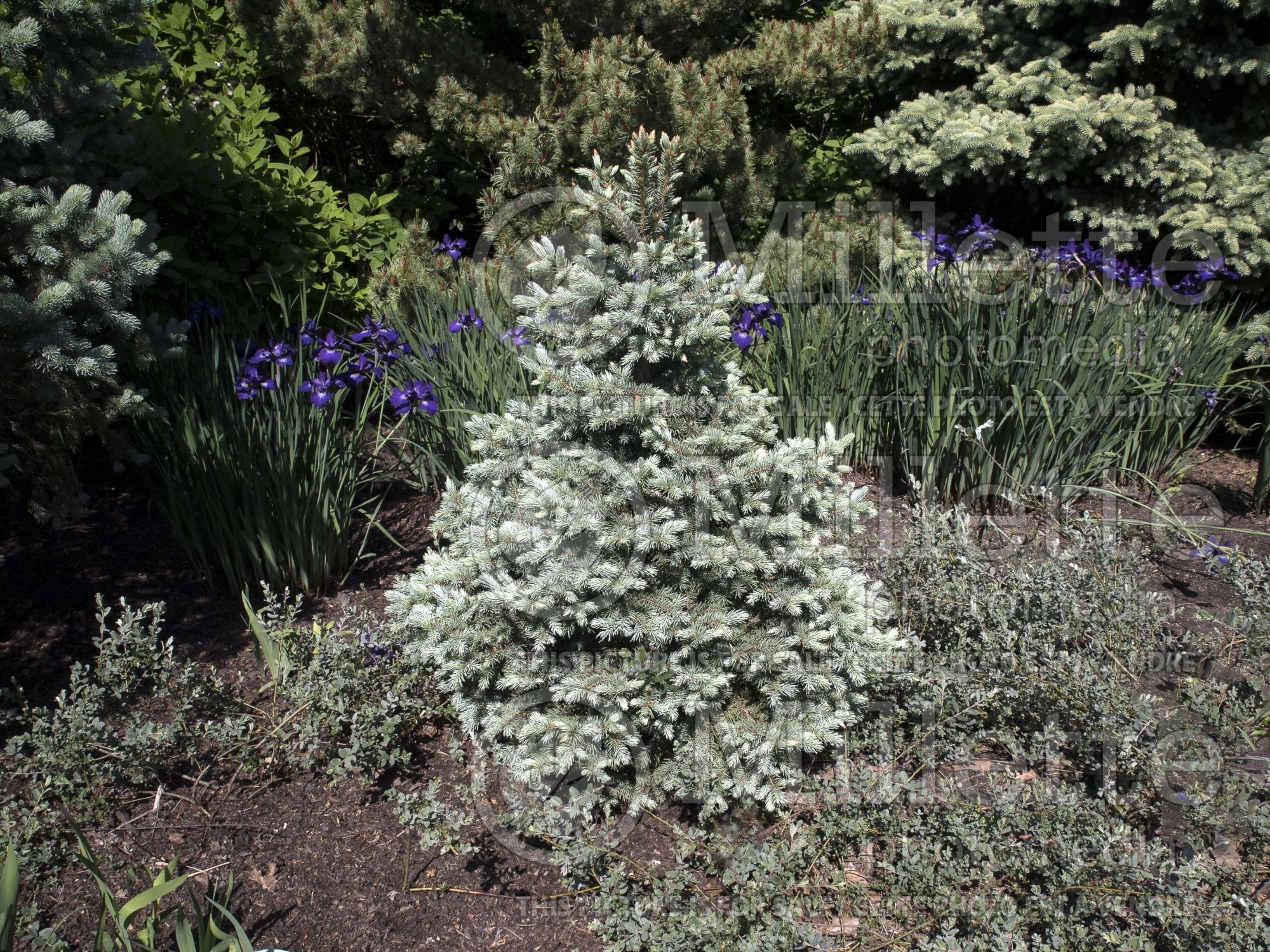 Picea Sester Dwarf (Serbian spruce Mountain Spruce conifer) 5