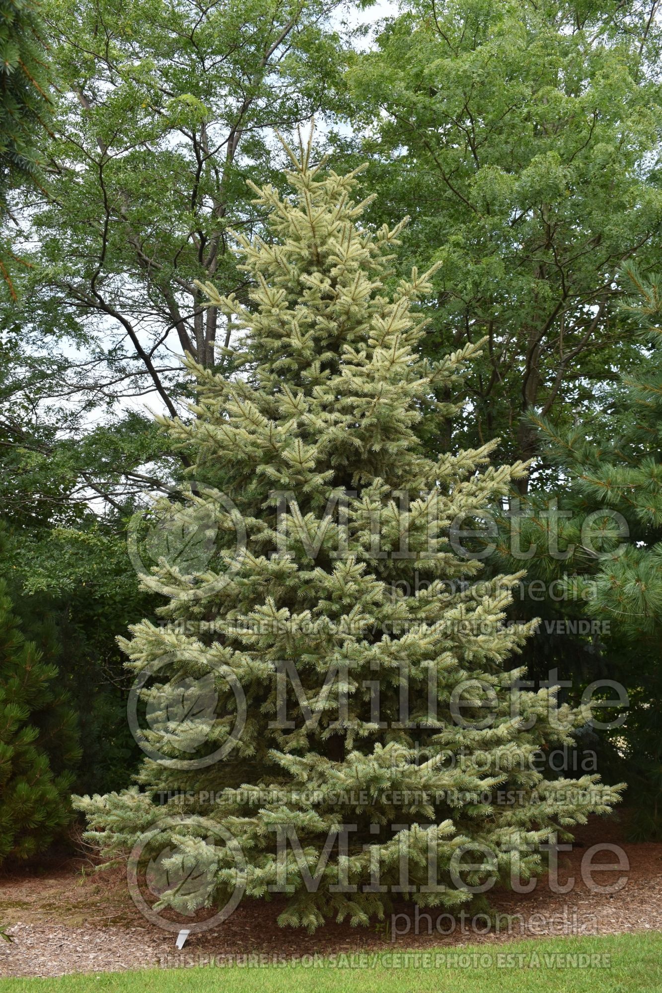 Picea Straw (Serbian spruce Mountain Spruce conifer) 5