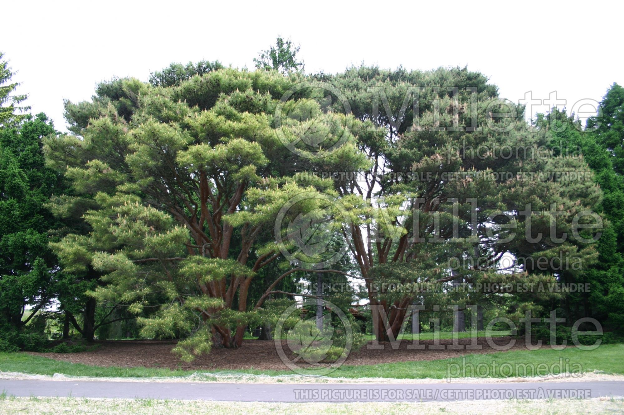Pinus Umbraculifera aka Tanyosho (Pine conifer) 5
