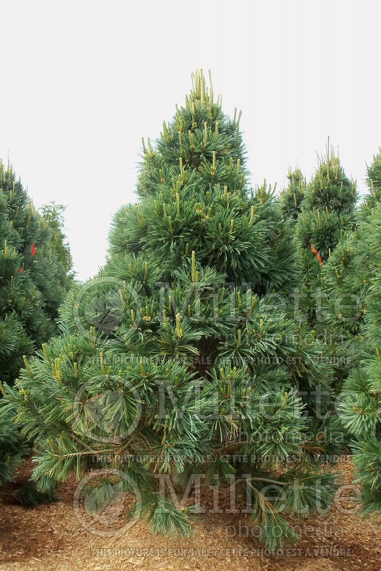 Pinus Vanderwolf's Pyramid (Limber Pine conifer) 4