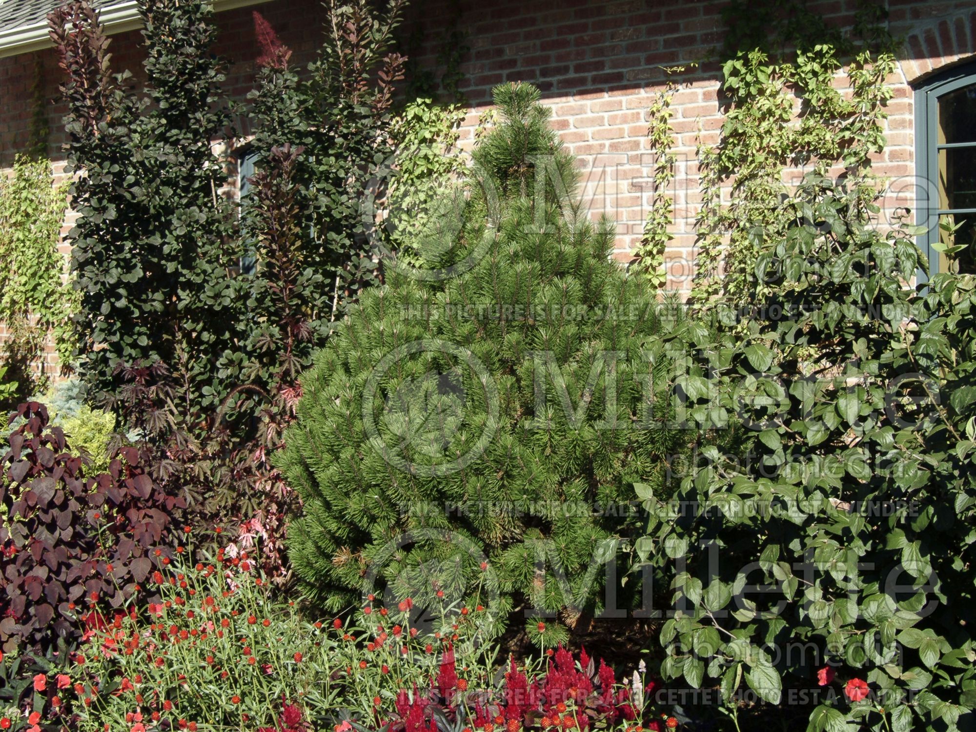 Pinus Fastigiata (Mugo Pine conifer) 1