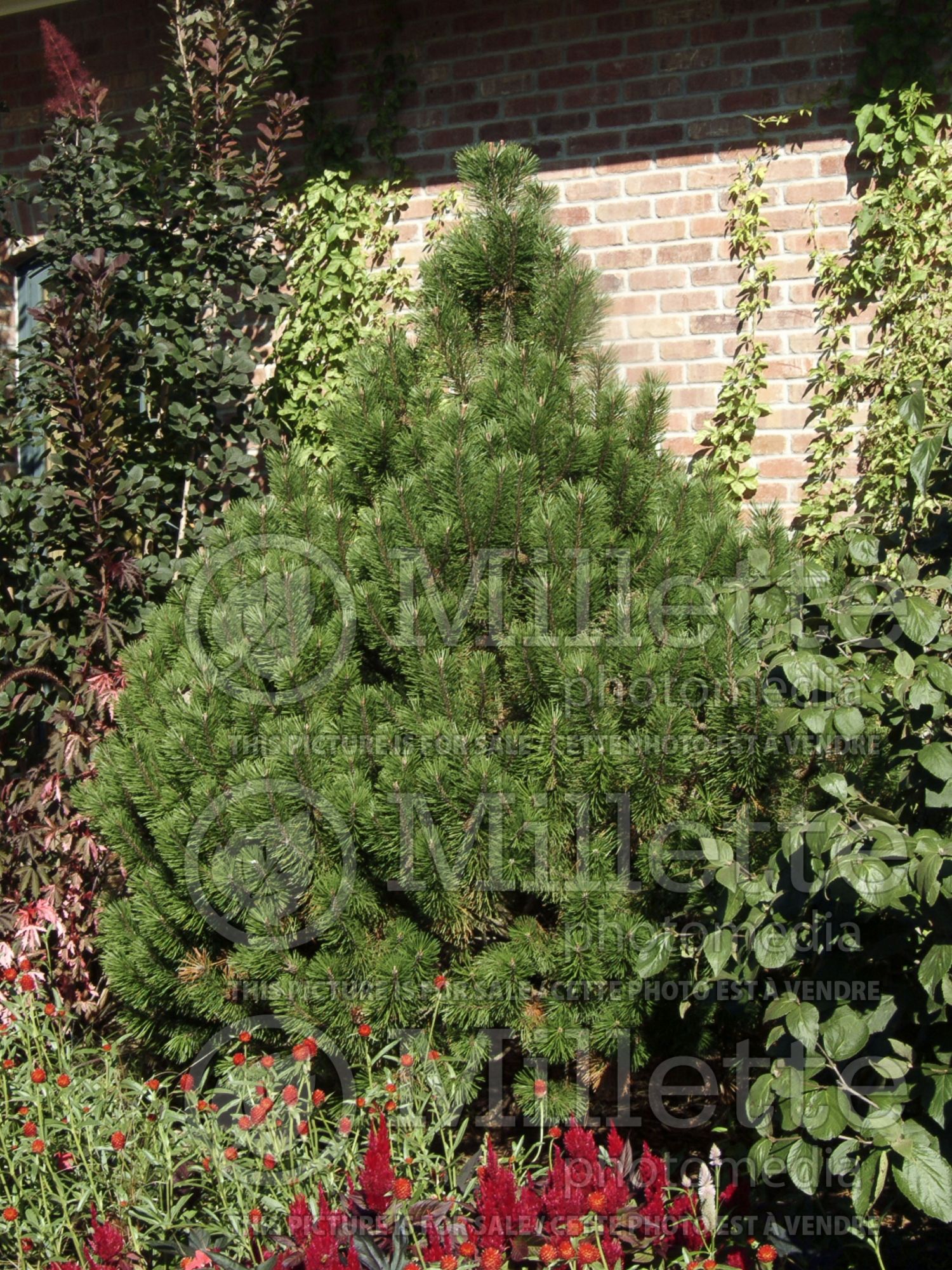 Pinus Fastigiata (Mugo Pine conifer) 2