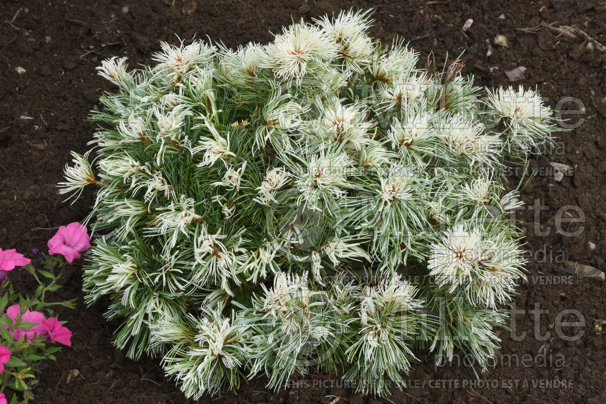 Pinus Tanima no yuki (Pine conifer) 1