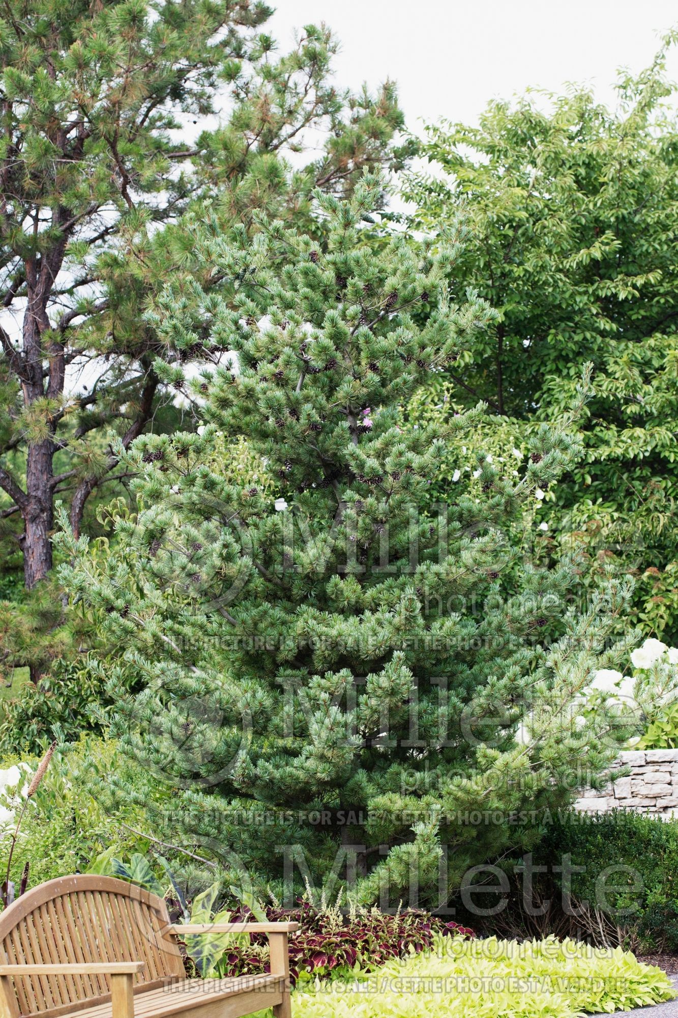 Pinus Venus (Pine conifer) 1