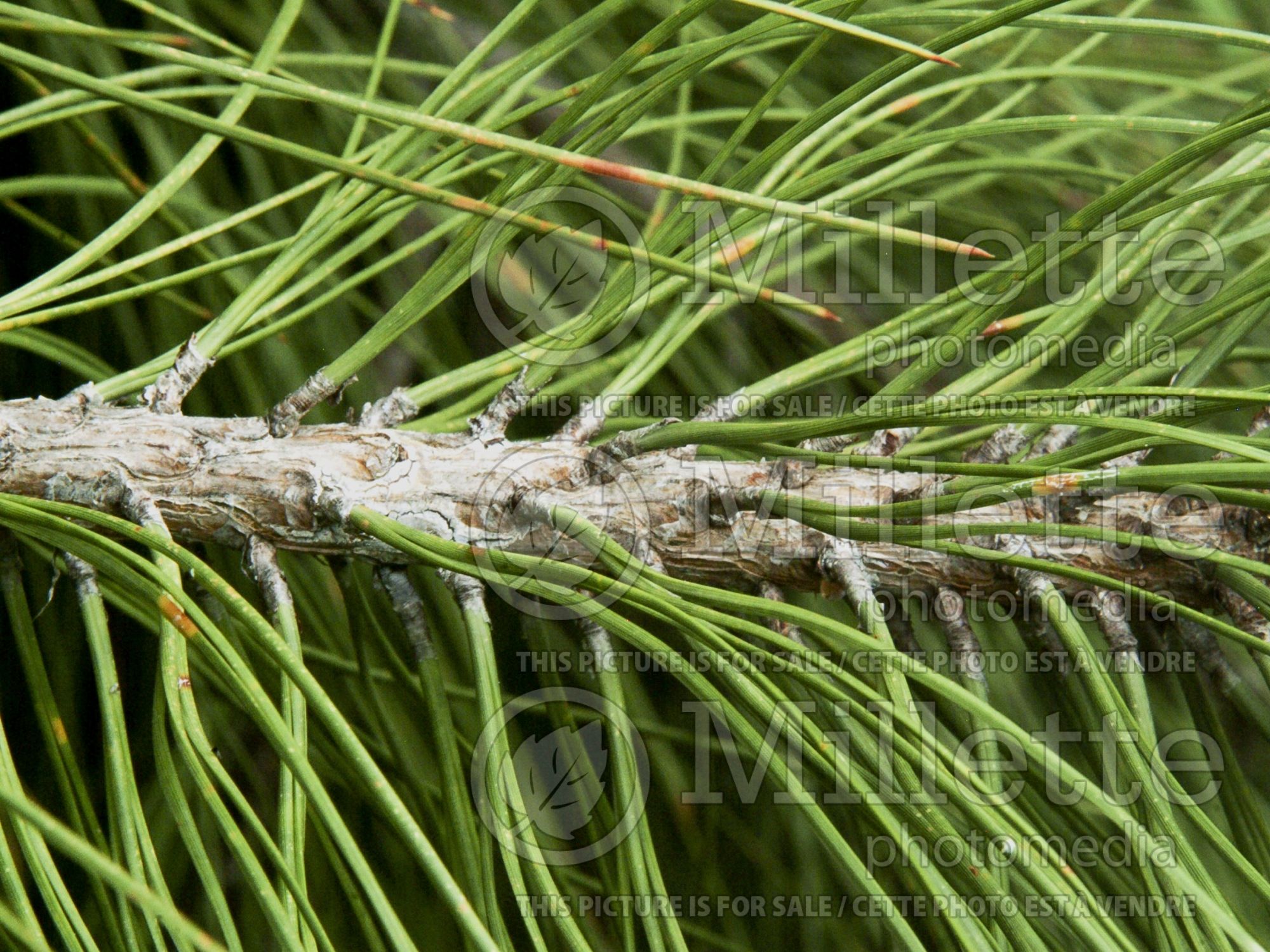 Pinus ponderosa (ponderosa pine conifer) 4