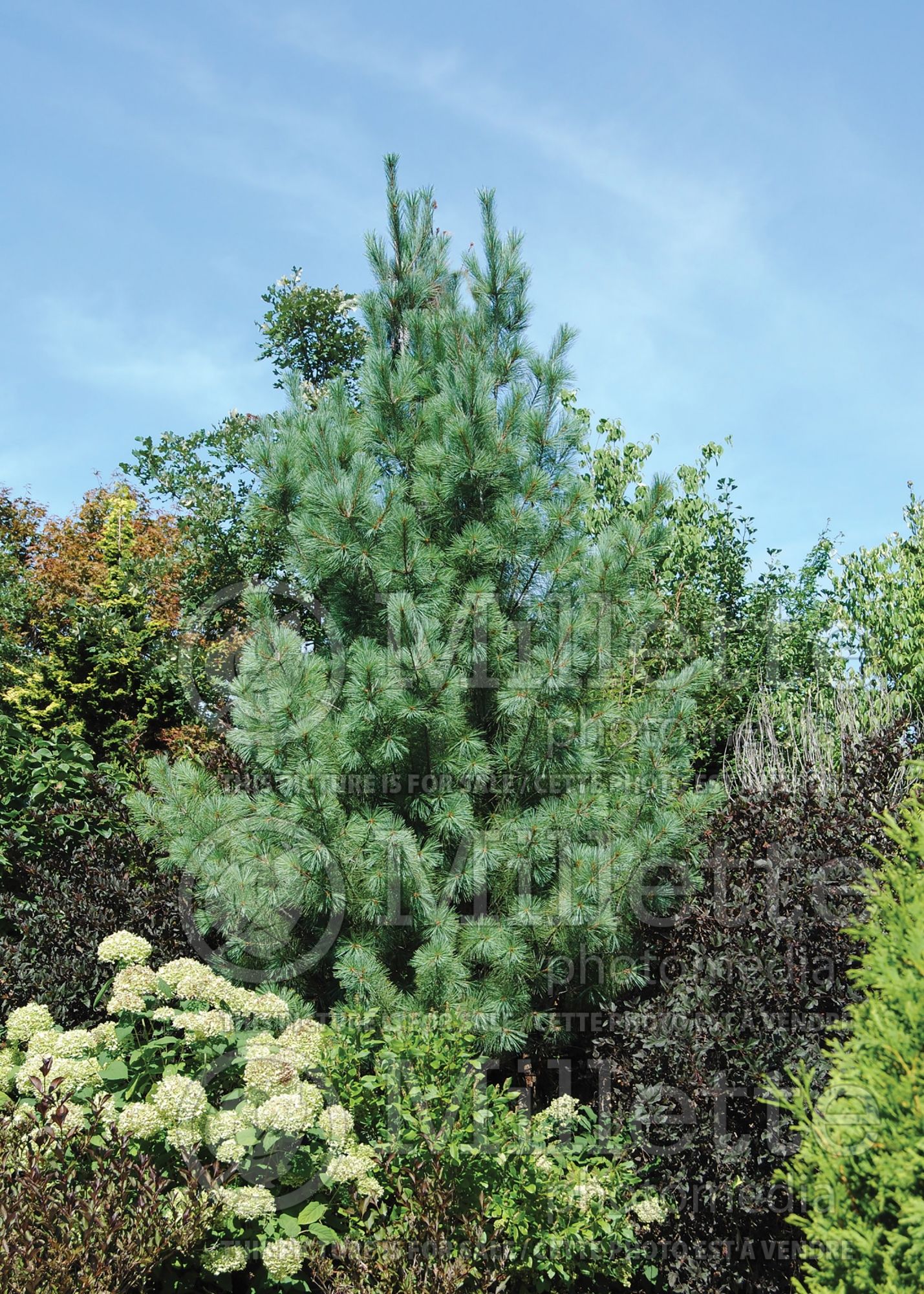 Pinus Bennett's Fastigiata (Eastern White Pine conifer) 1
