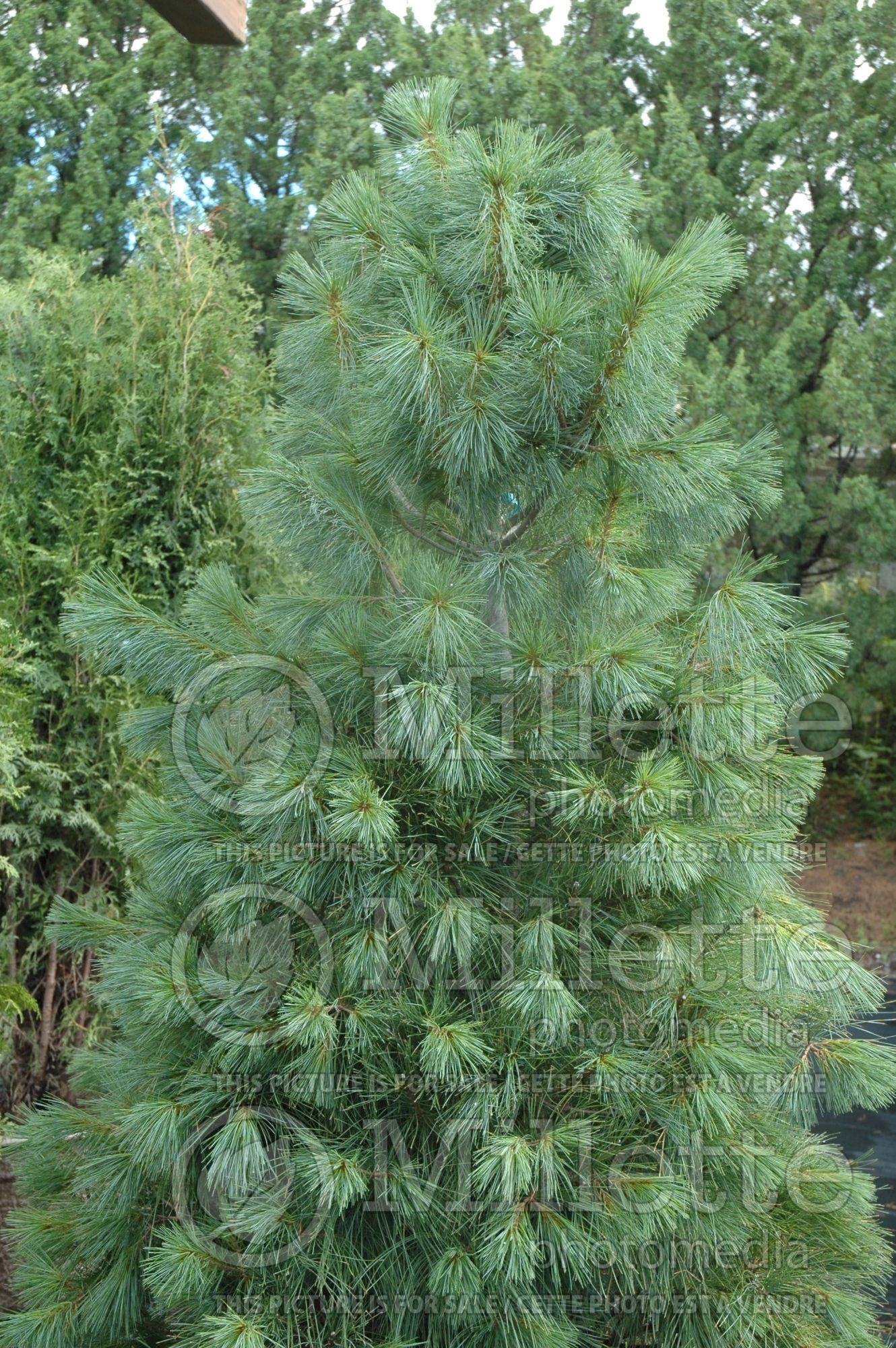 Pinus strobus (White Pine conifer) 8