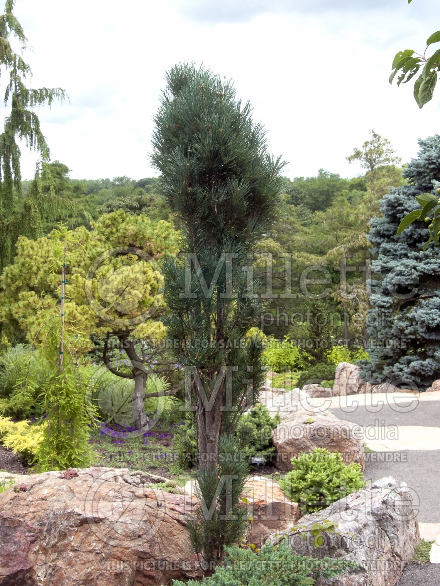 Pinus Glauca Fastigiata (Upright Blue Scots Pine conifer) 1