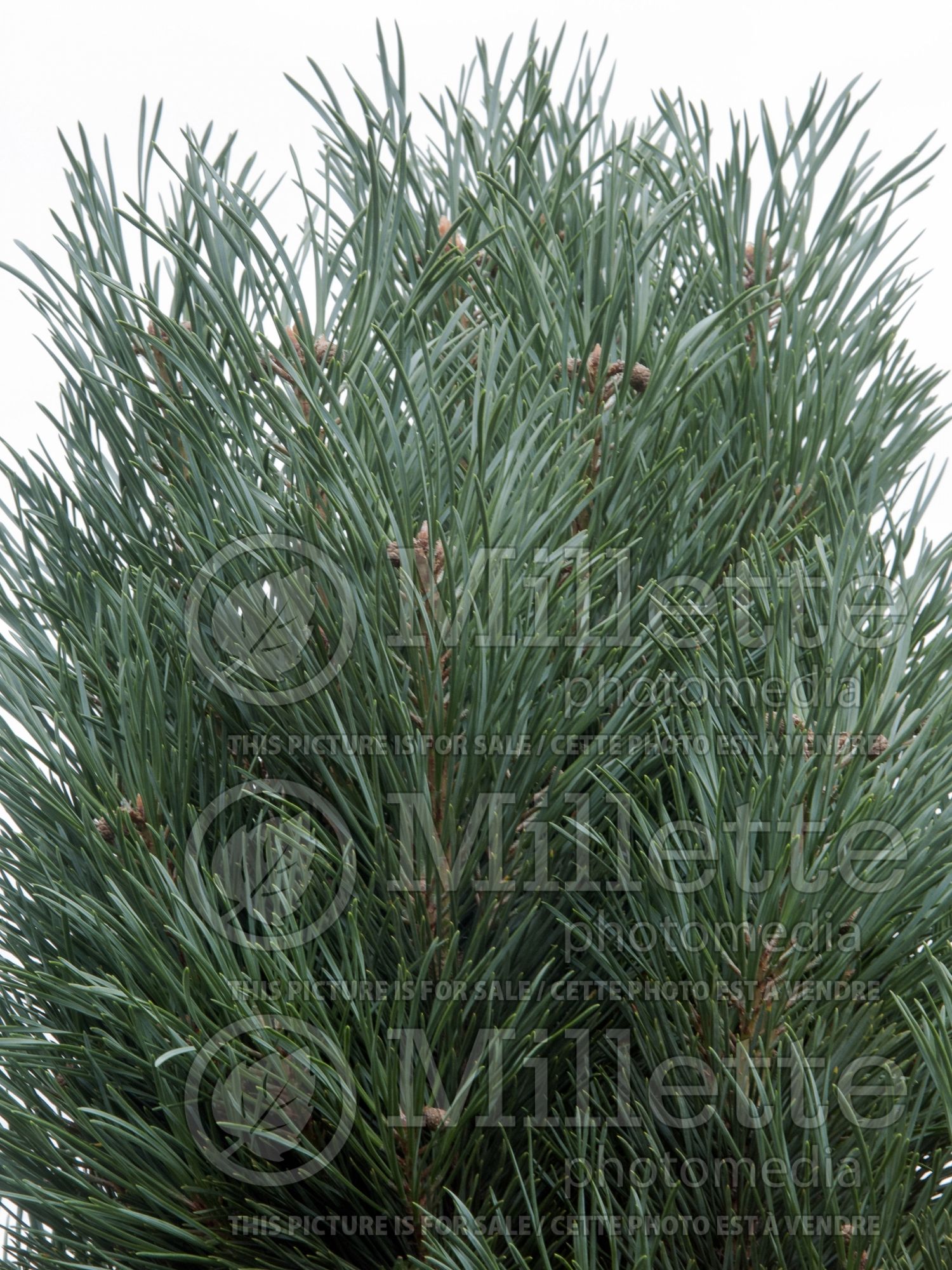 Pinus Glauca Fastigiata (Upright Blue Scots Pine conifer) 2