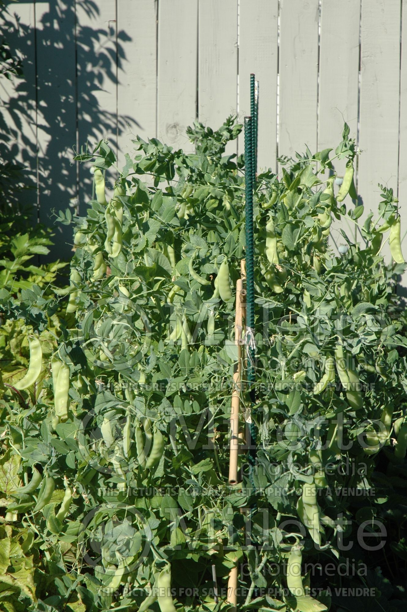 Pisum Little Sweetie (Snow Pea) 3