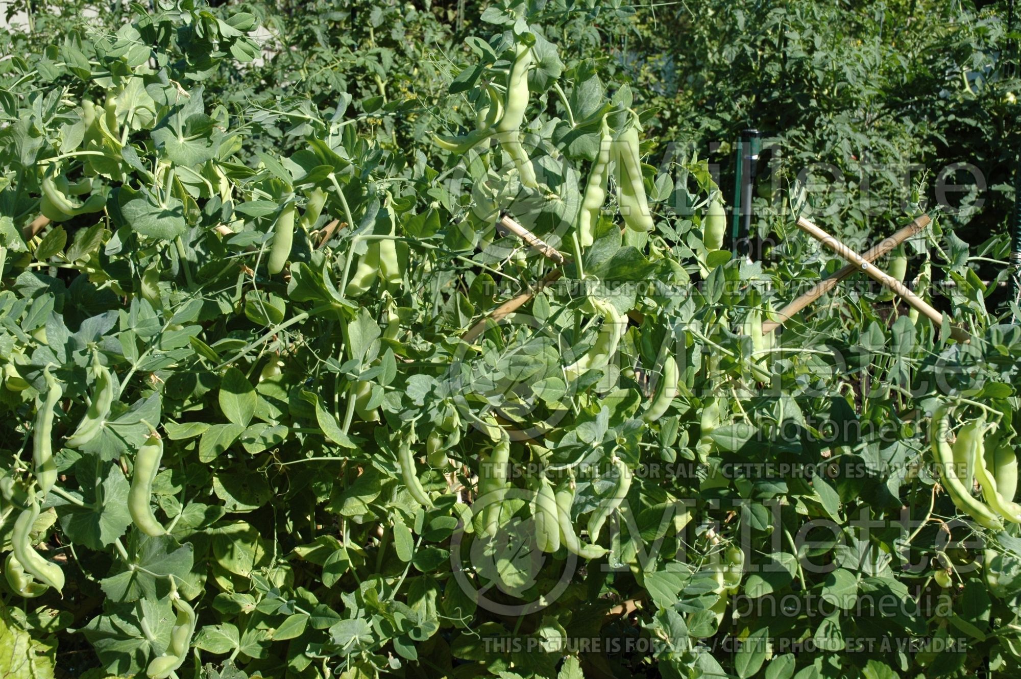 Pisum Little Sweetie (Snow Pea) 4