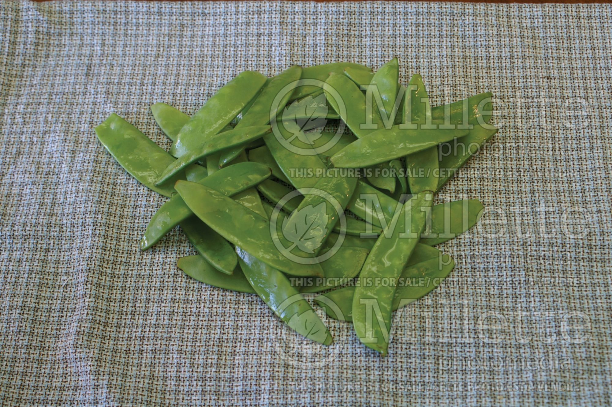 Pisum sativum (Snow Pea) 1
