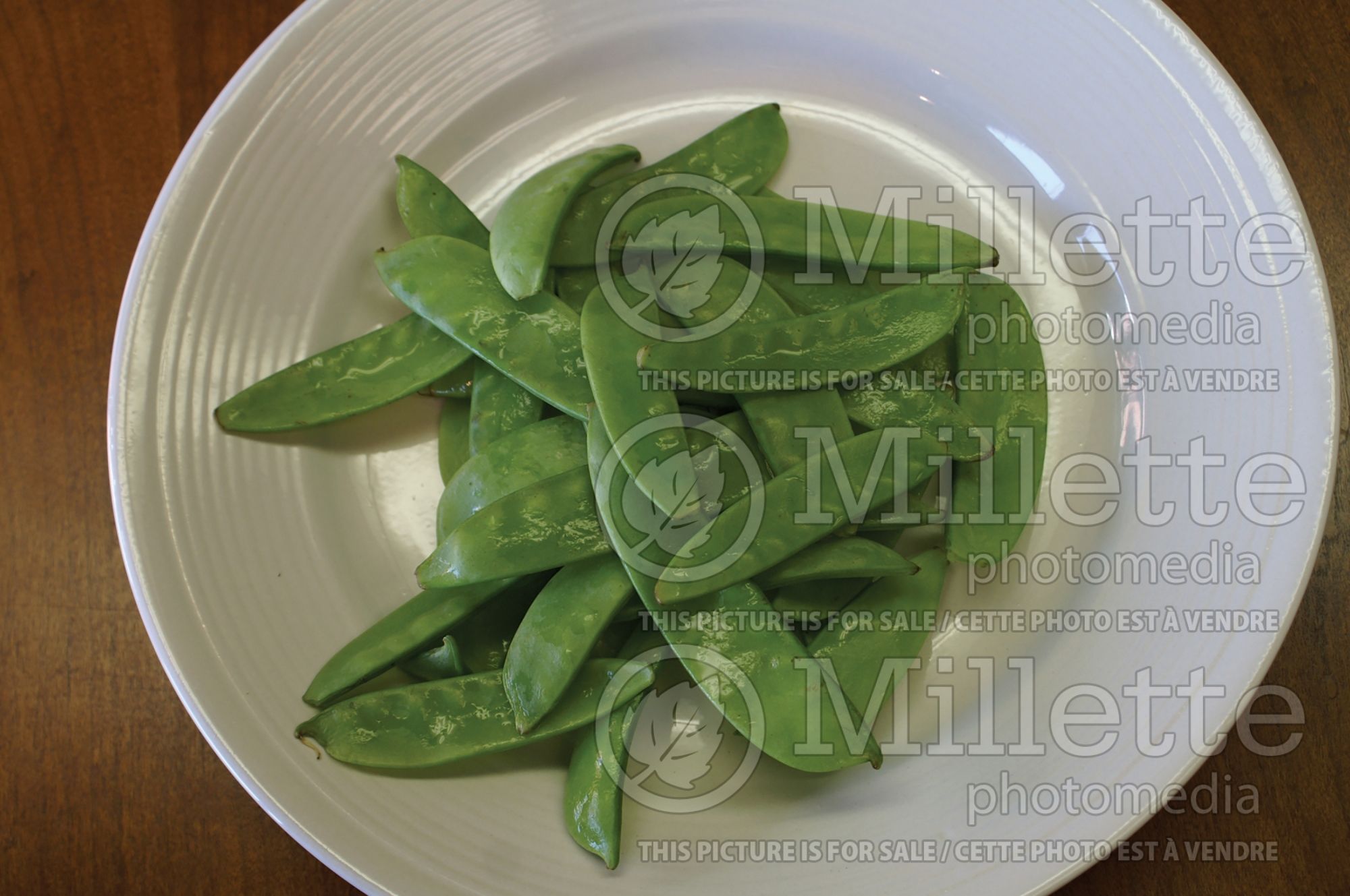 Pisum sativum (Snow Pea) 3