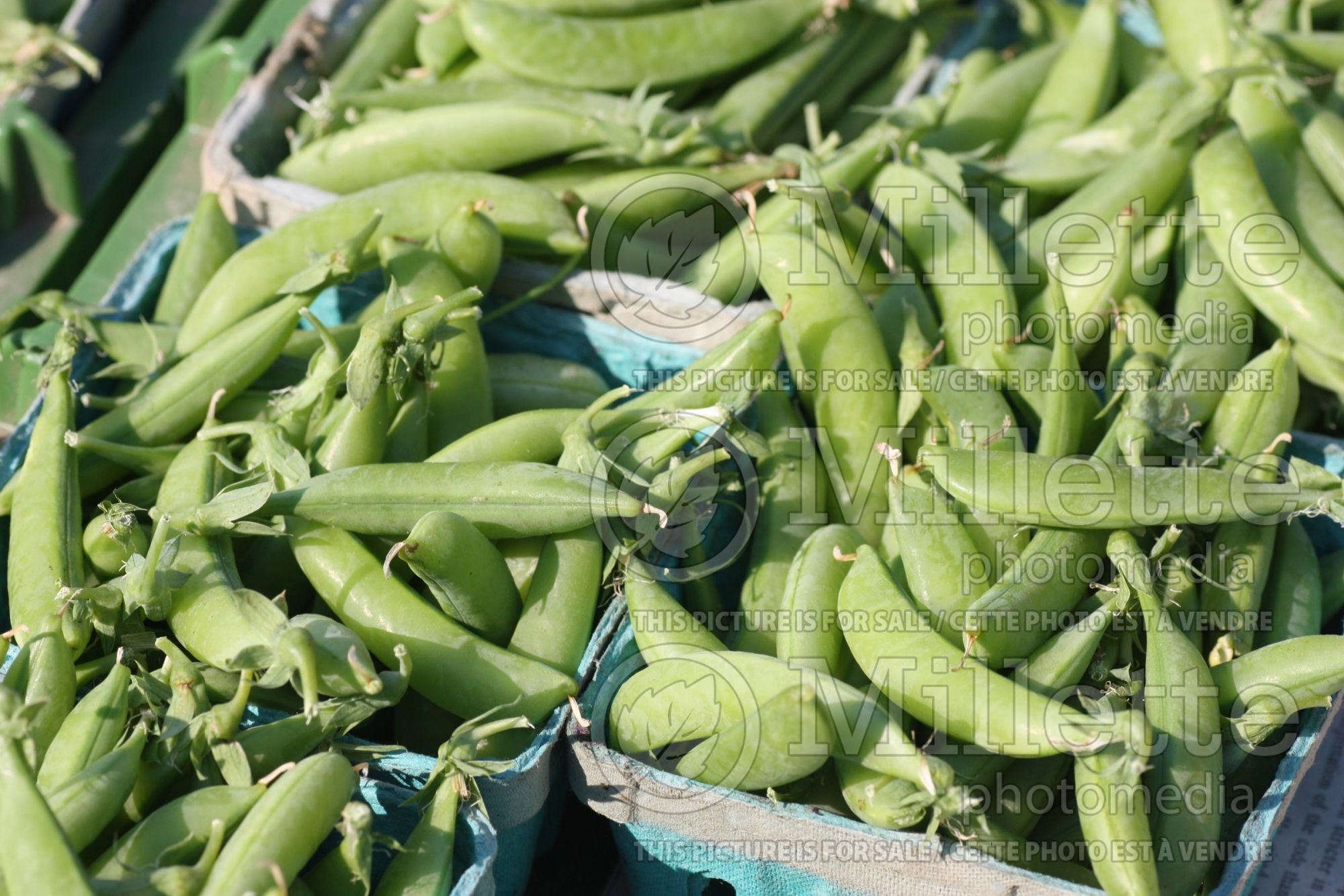 Pisum Sugar Snap (Snow Pea) 5