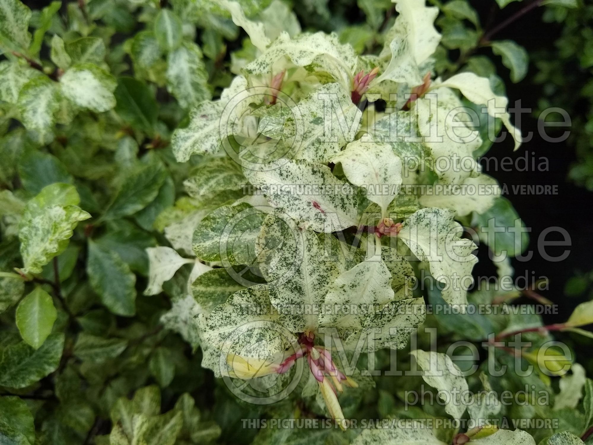 Pittosporum Irene Paterson (Pittosporum) 2