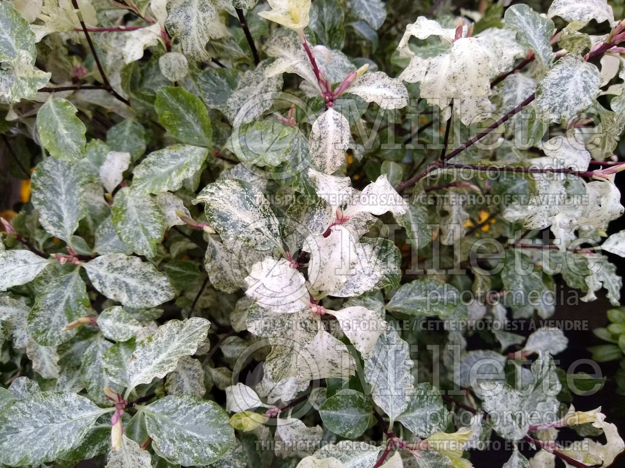 Pittosporum Irene Paterson (Pittosporum) 1