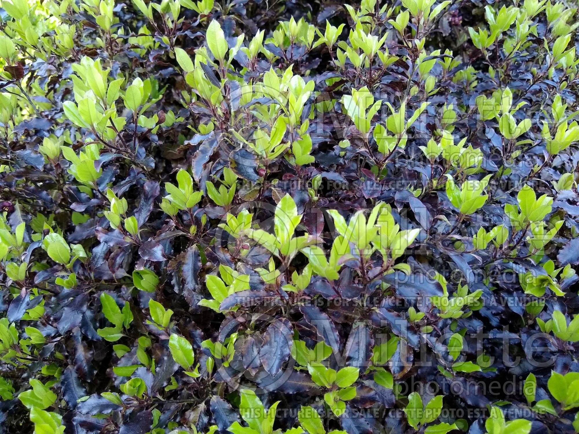 Pittosporum Tom Thumb (Pittosporum) 1