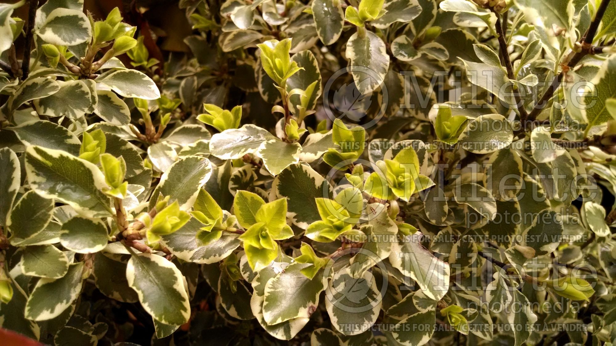 Pittosporum Variegatum (Pittosporum) 3