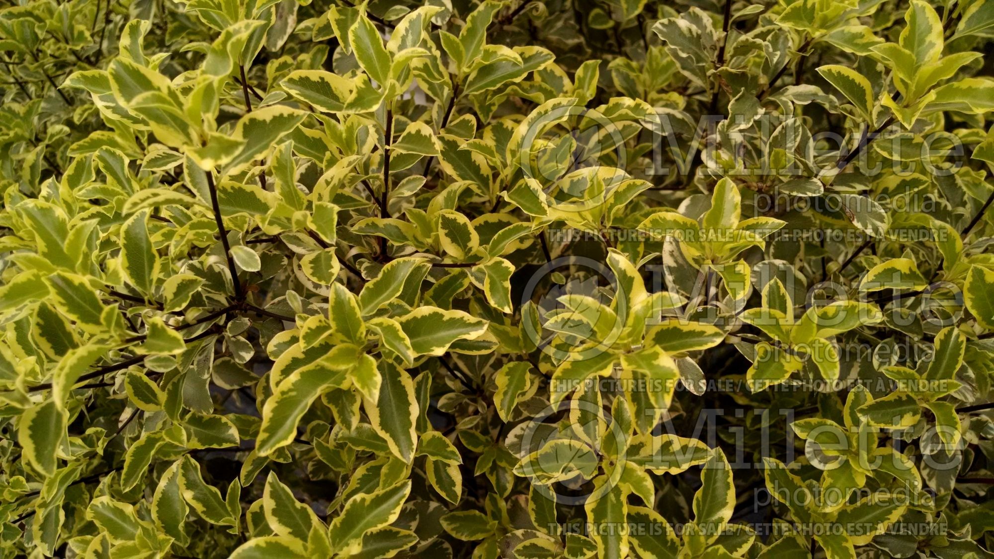 Pittosporum Variegatum (Pittosporum) 4