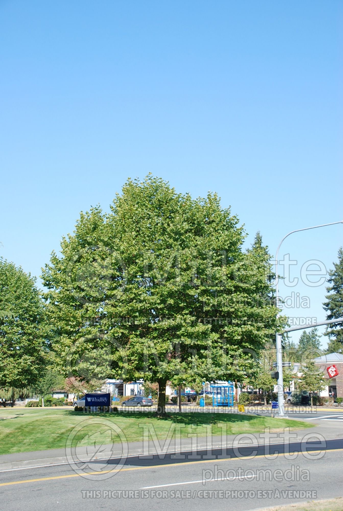 Platanus Bloodgood (London plane tree) 1