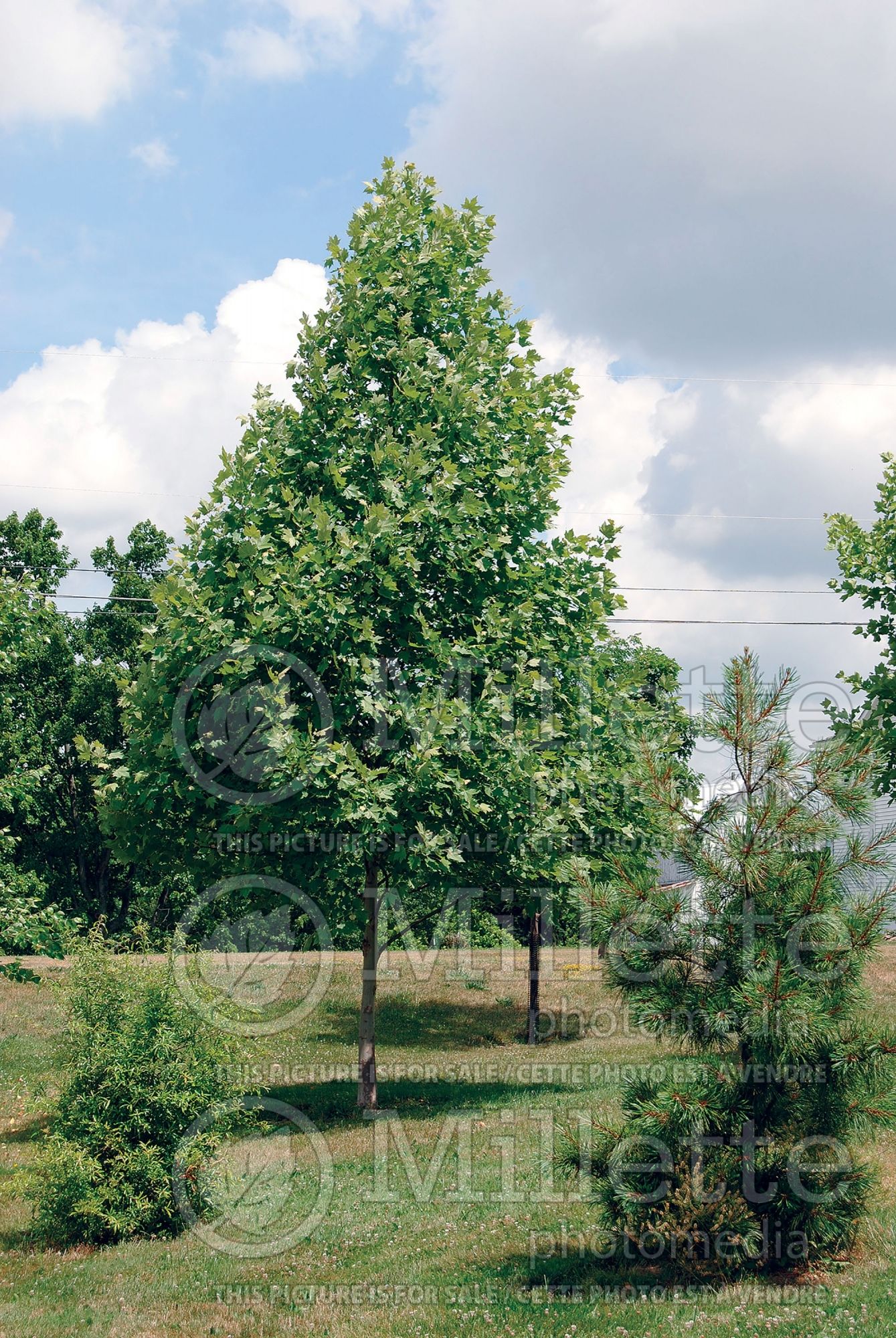 Platanus Morton Circle aka Exclamation! (London plane tree) 5