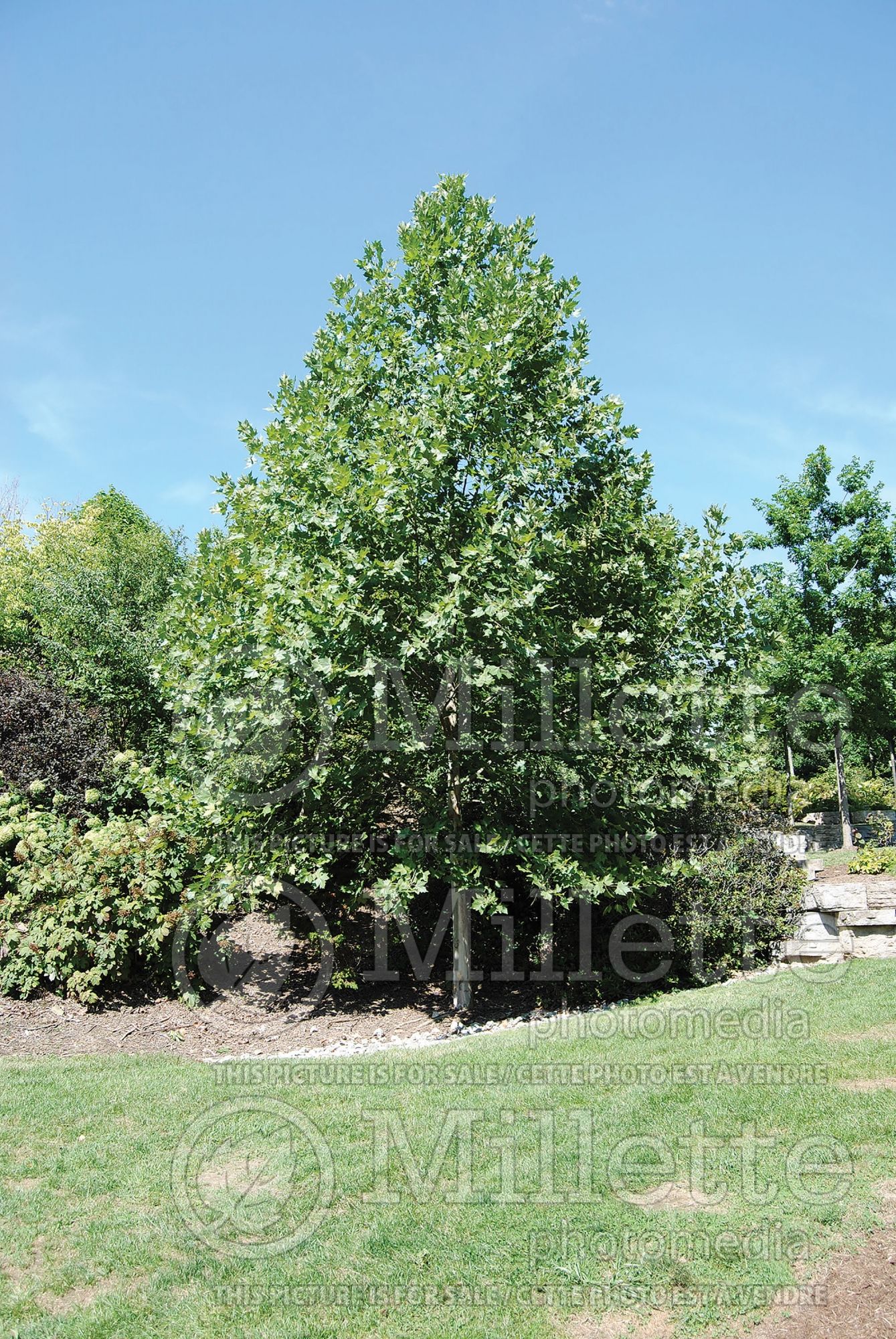 Platanus Morton Circle aka Exclamation! (London plane tree) 4