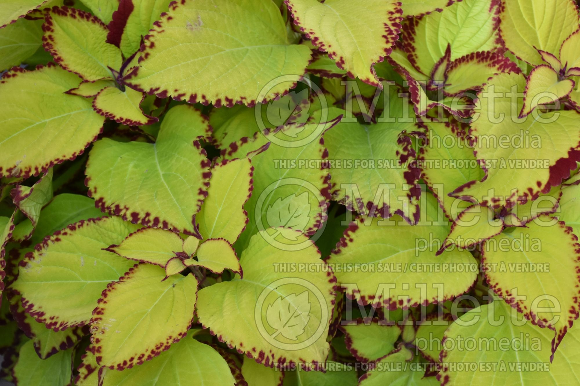 Plectranthus aka Coleus Stained Glassworks Velvet (Coleus) 1