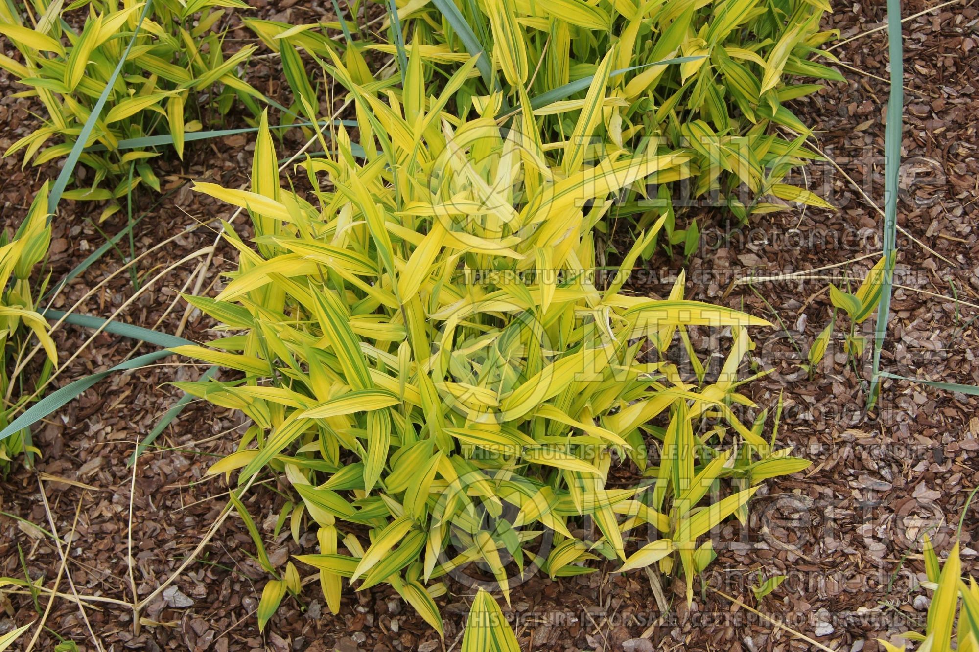 Pleioblastus viridistriatus (Dwarf Greenstripe grass) 2