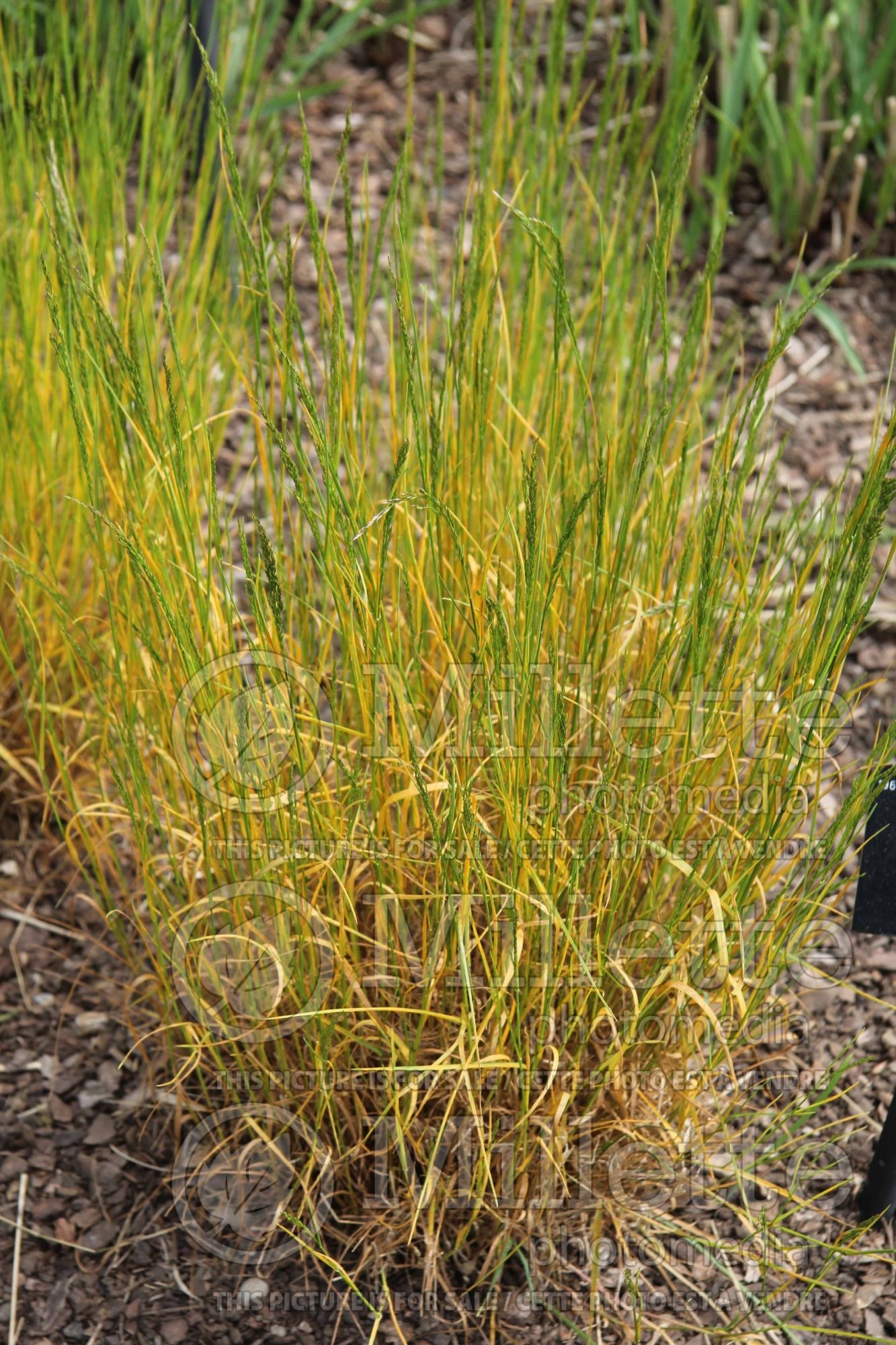 Poa nemoralis (wood bluegrass) 1
