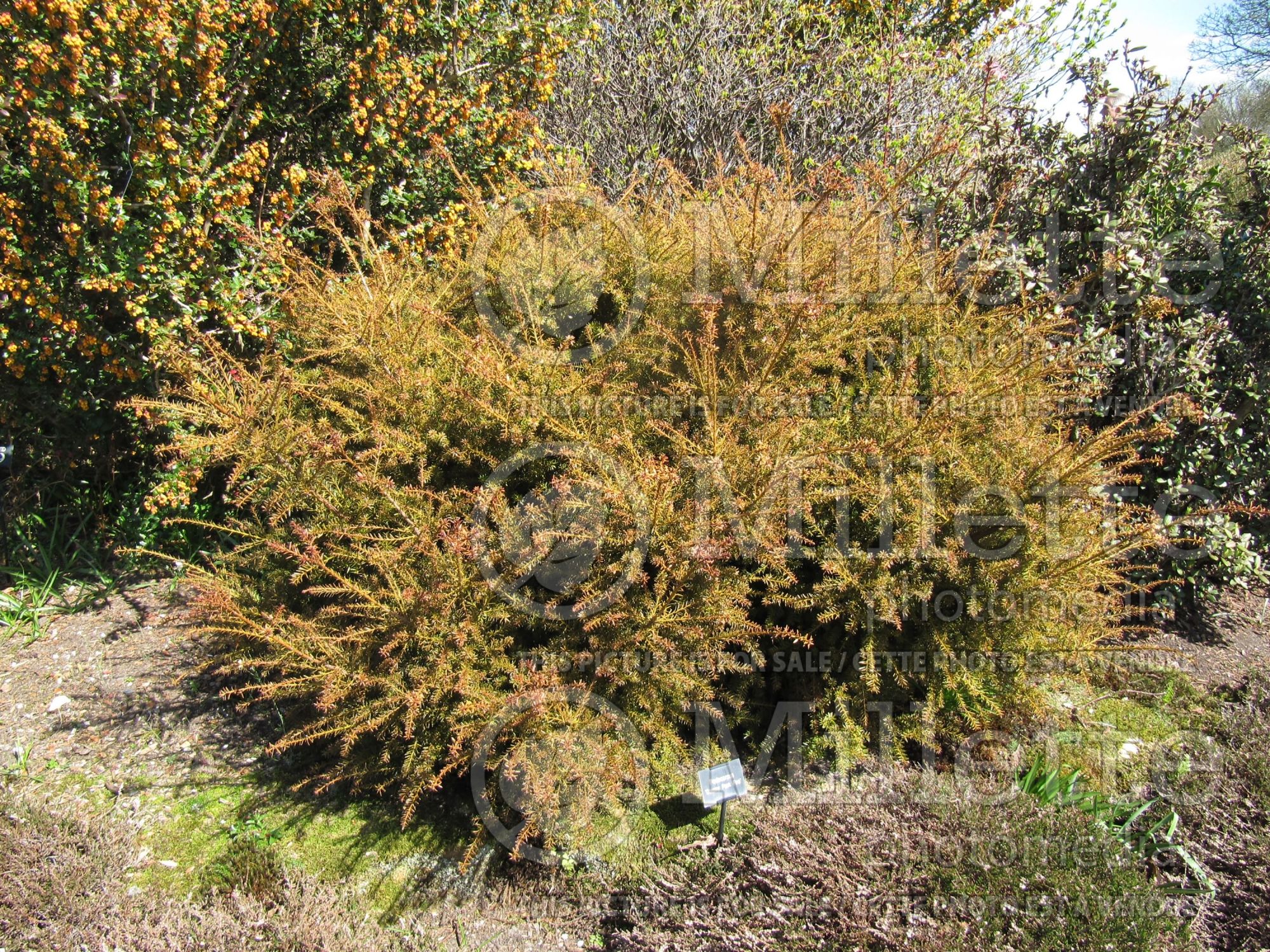 Podocarpus County Park Fire (alpine totara conifer) 1