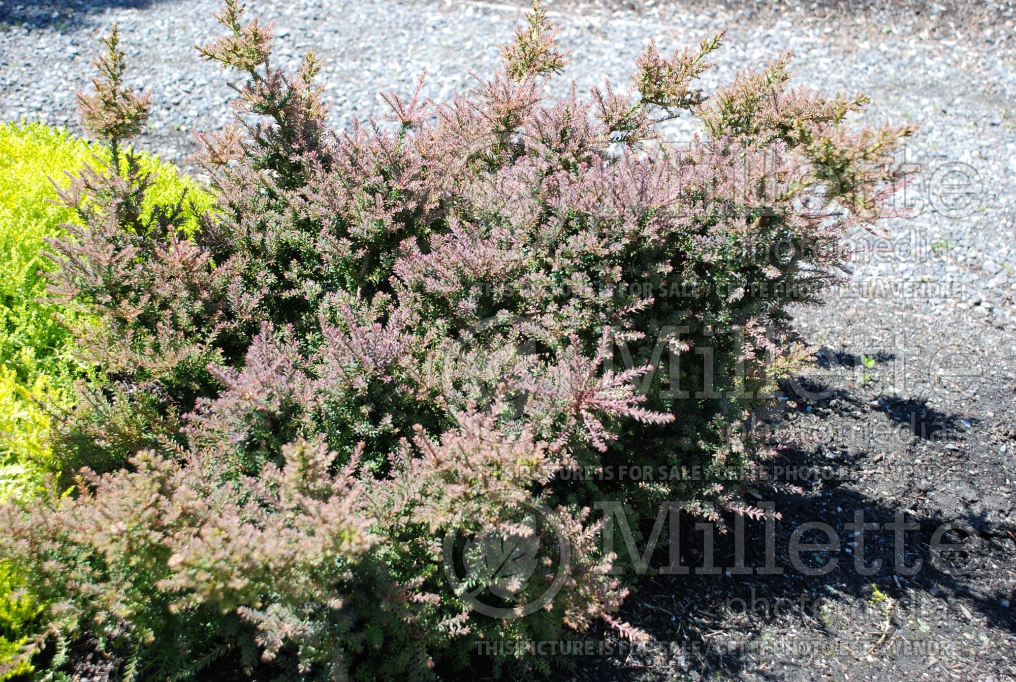 Podocarpus nivalis (mountain or snow totara conifer) 3