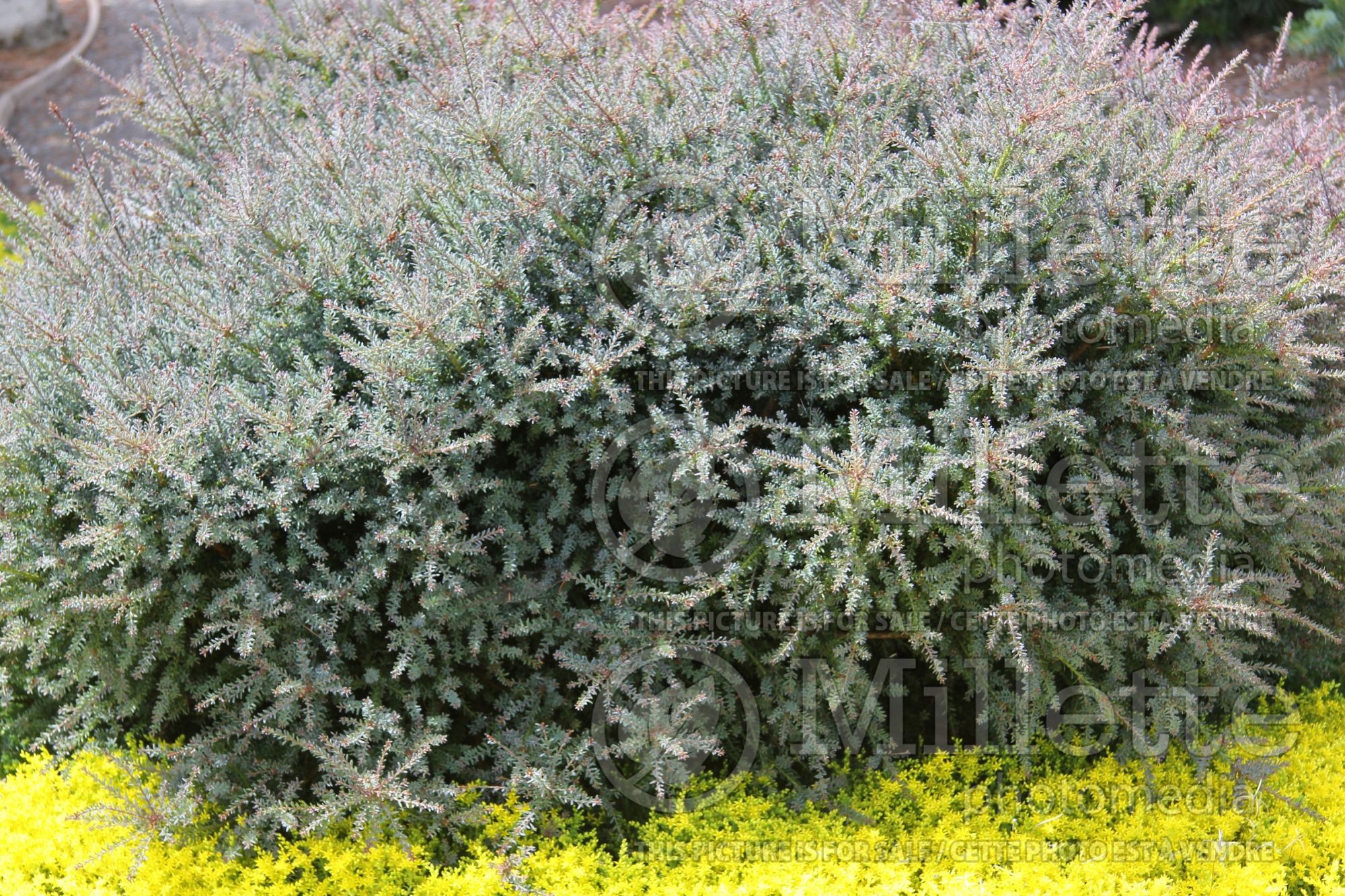 Podocarpus nivalis (mountain or snow totara conifer) 1