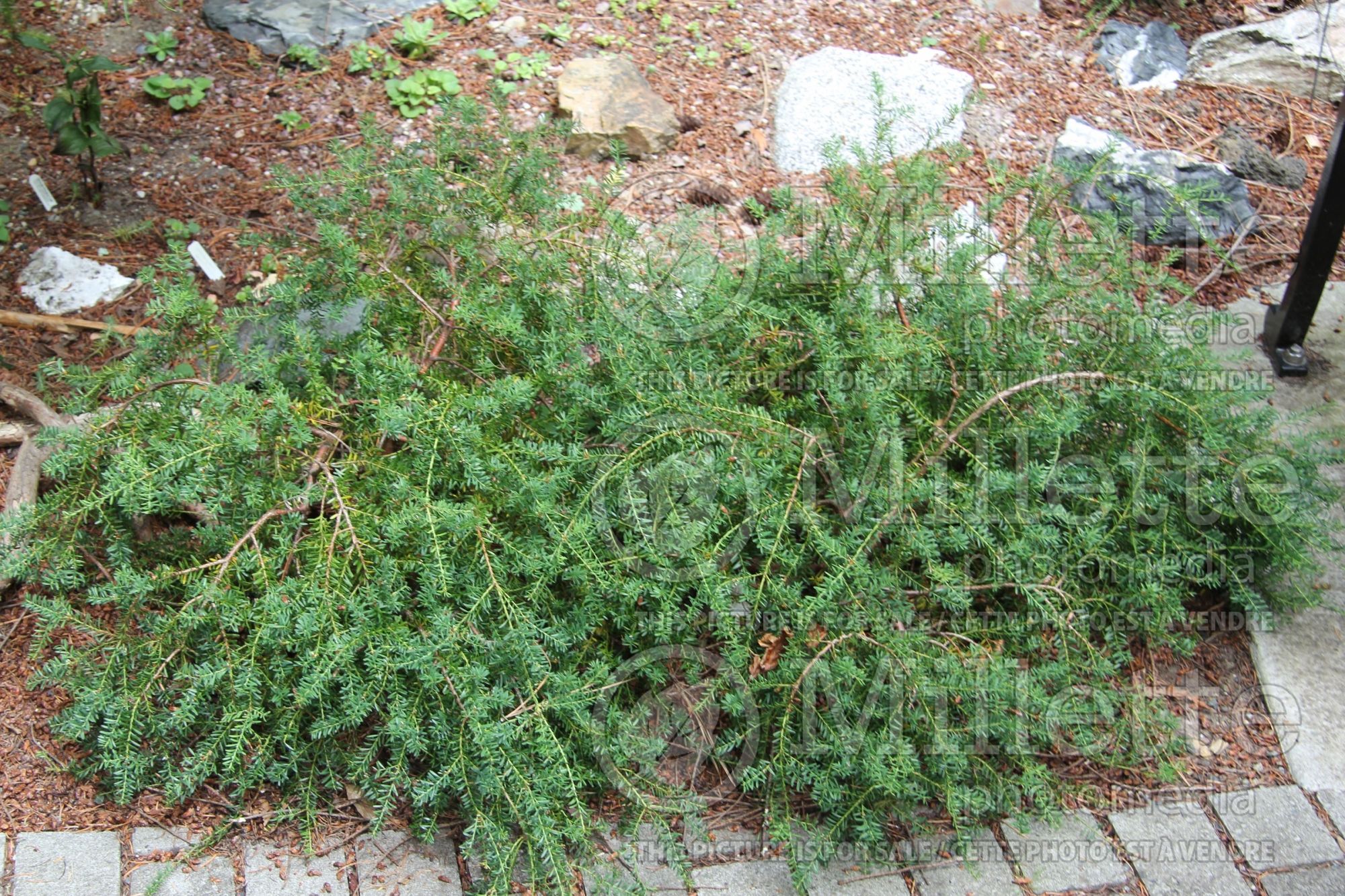 Podocarpus nivalis (mountain or snow totara conifer) 2