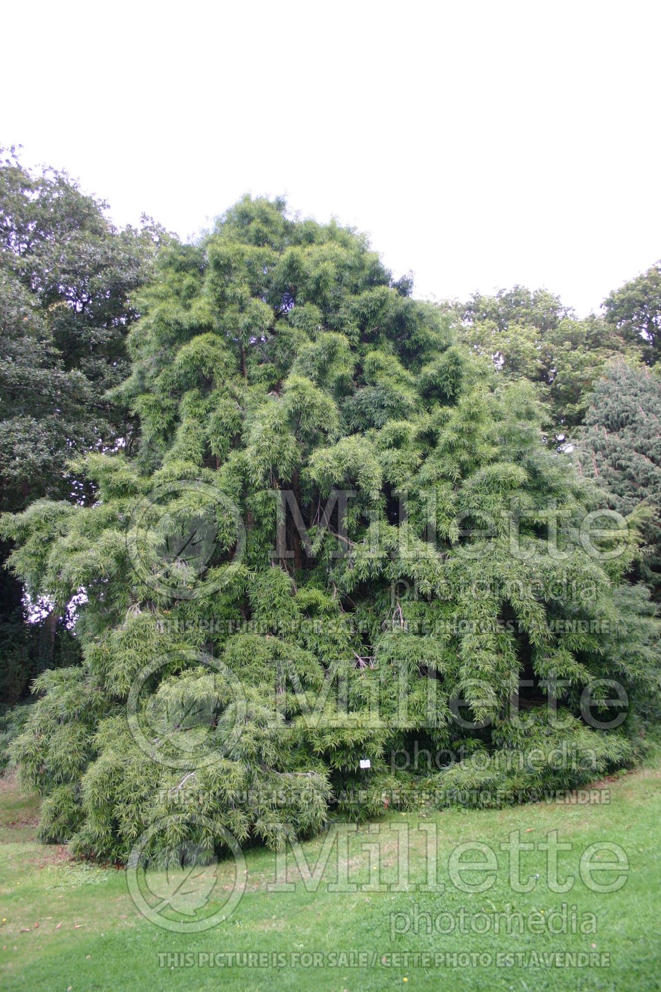 Podocarpus salignus (willow-leaf podocarp conifer) 1