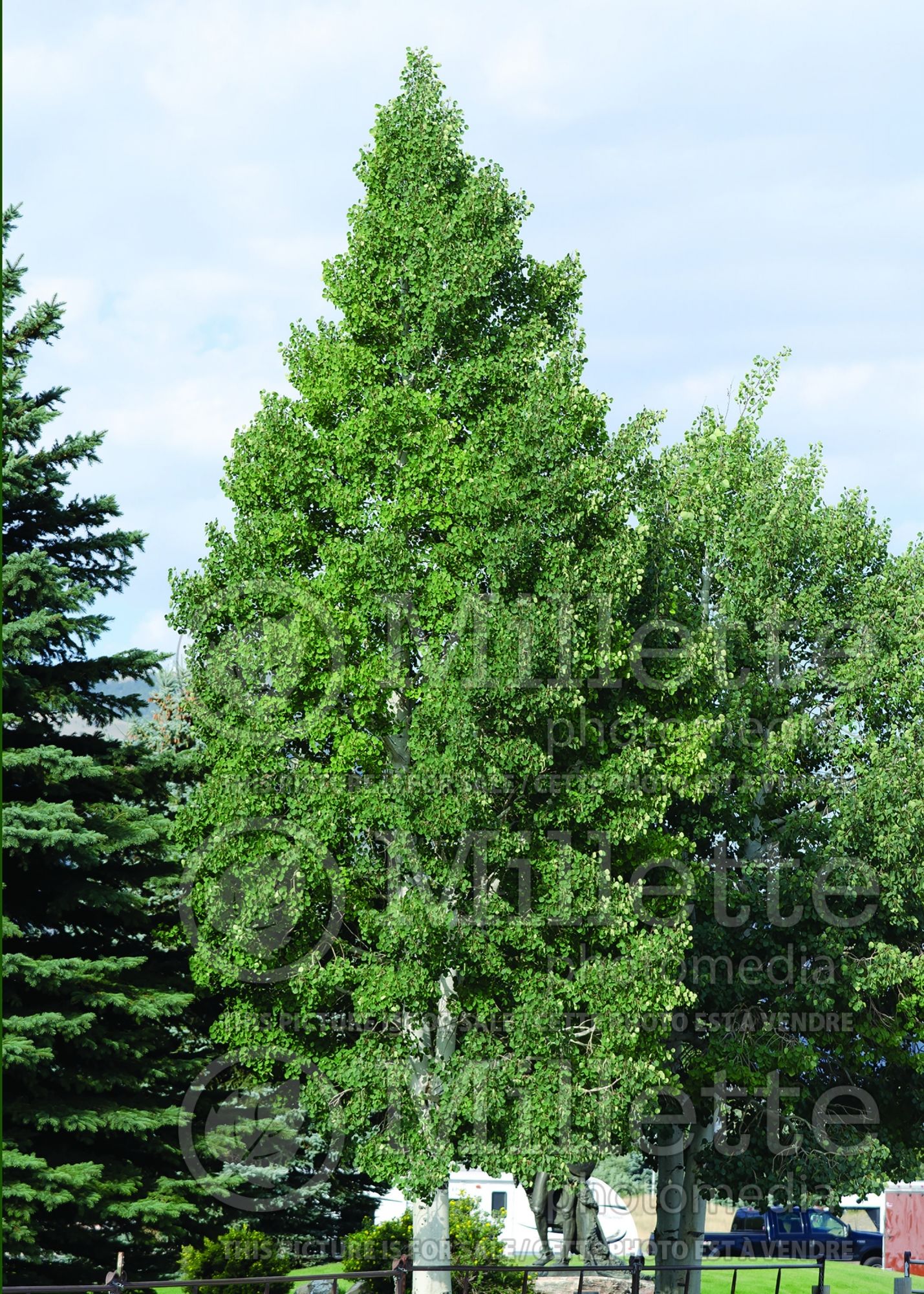 Populus tremuloides (Quaking Aspen) 7