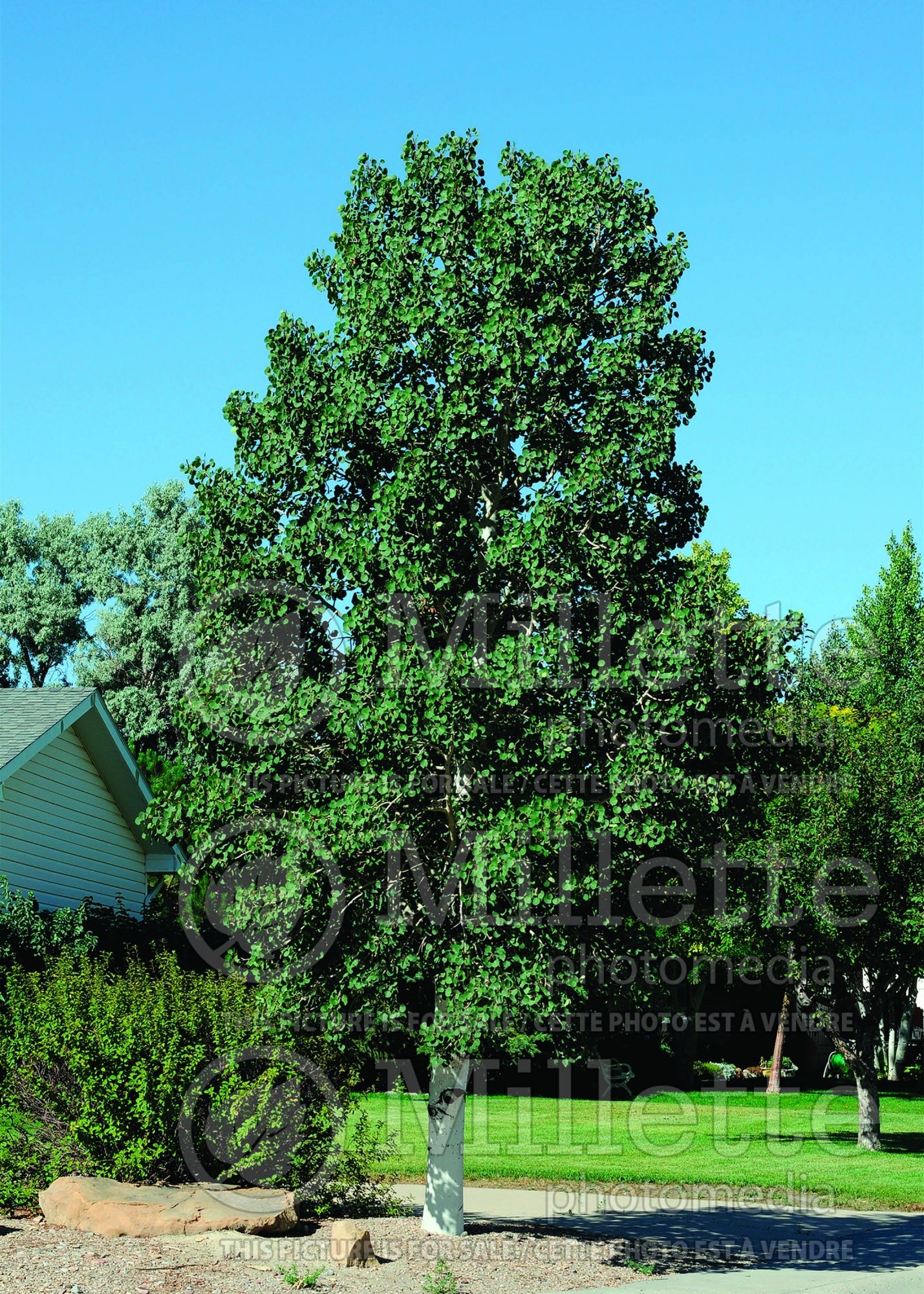 Populus tremuloides (Quaking Aspen) 8