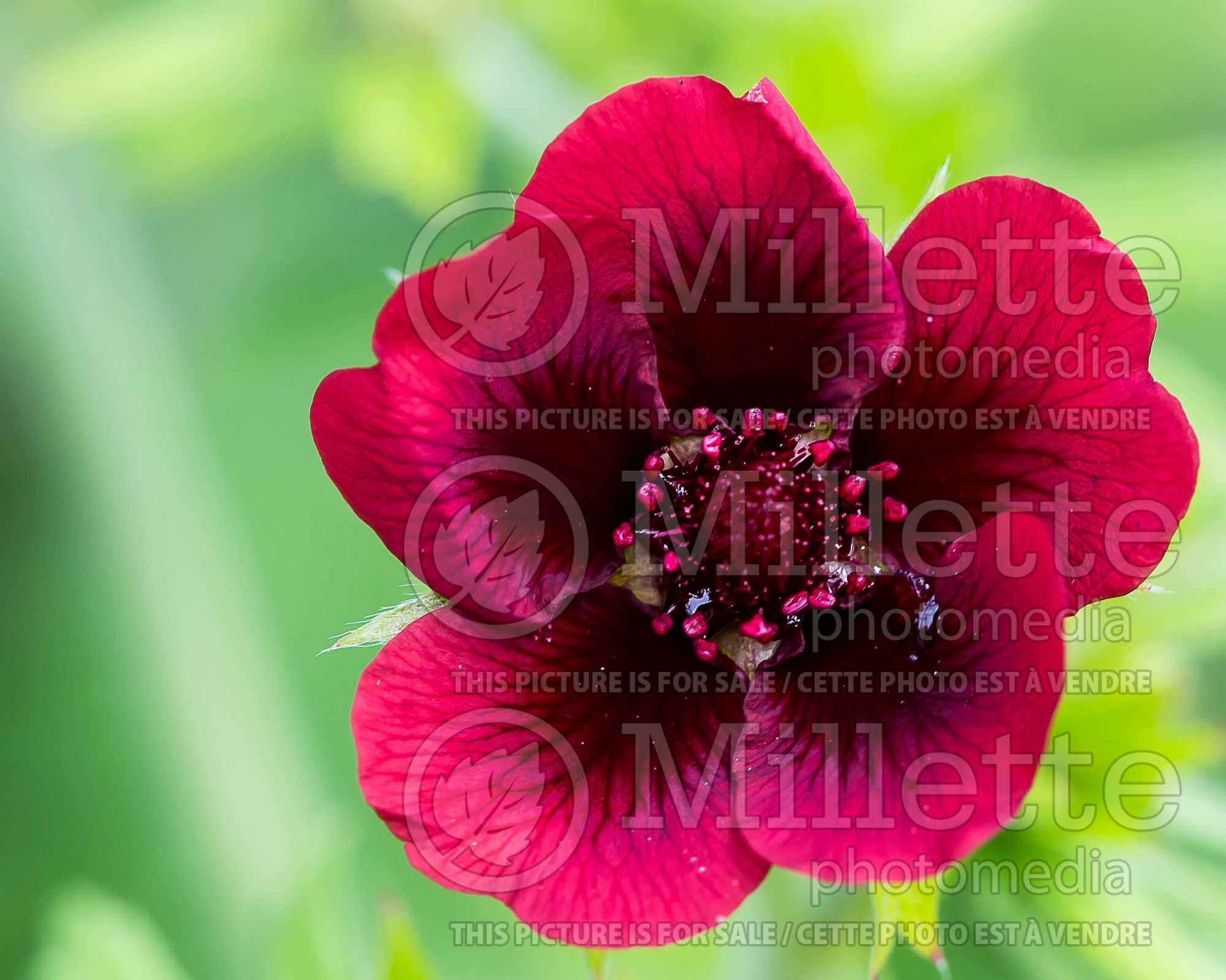Potentilla Monarch's Velvet (Cinquefoil) 3