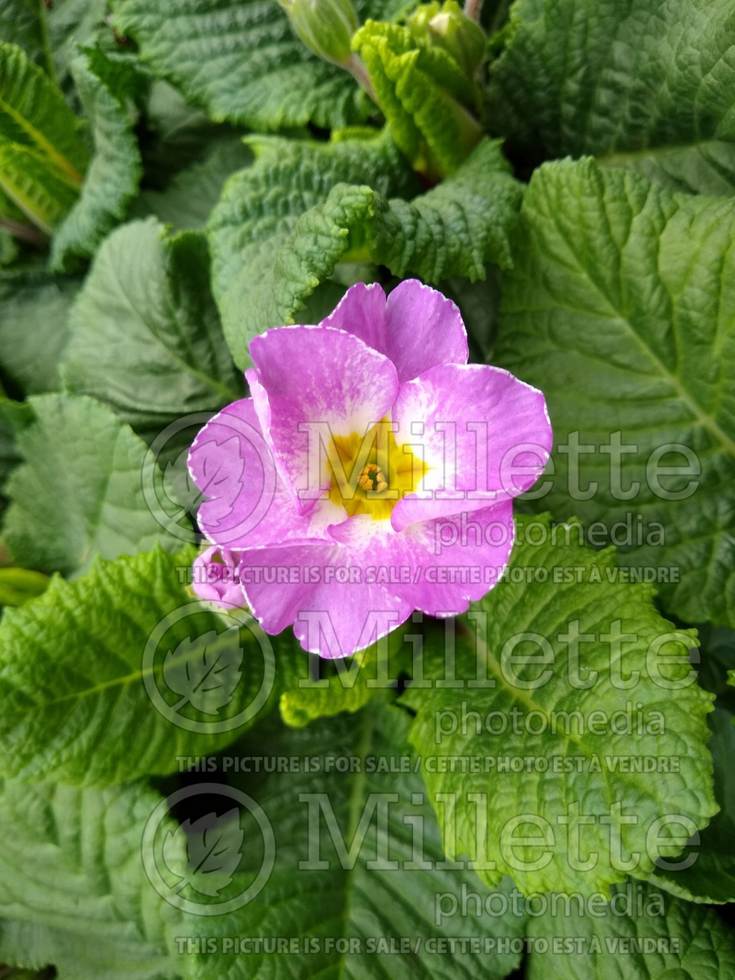 Primula Milkshake (Primrose) 1