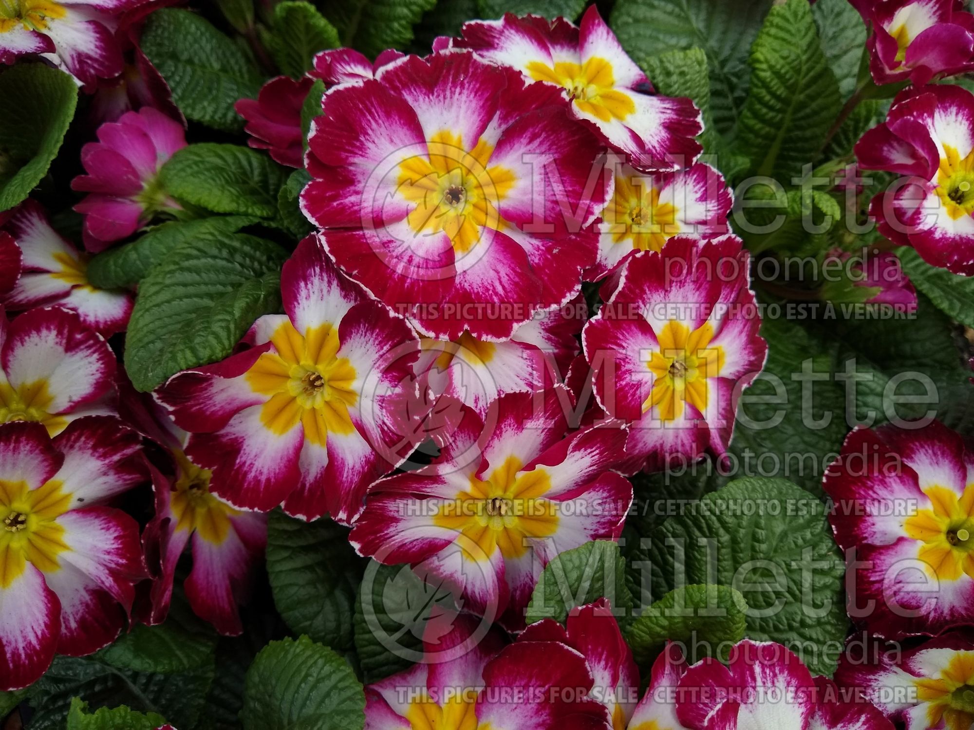 Primula Hethor Giant Purple Flame (Primrose) 2