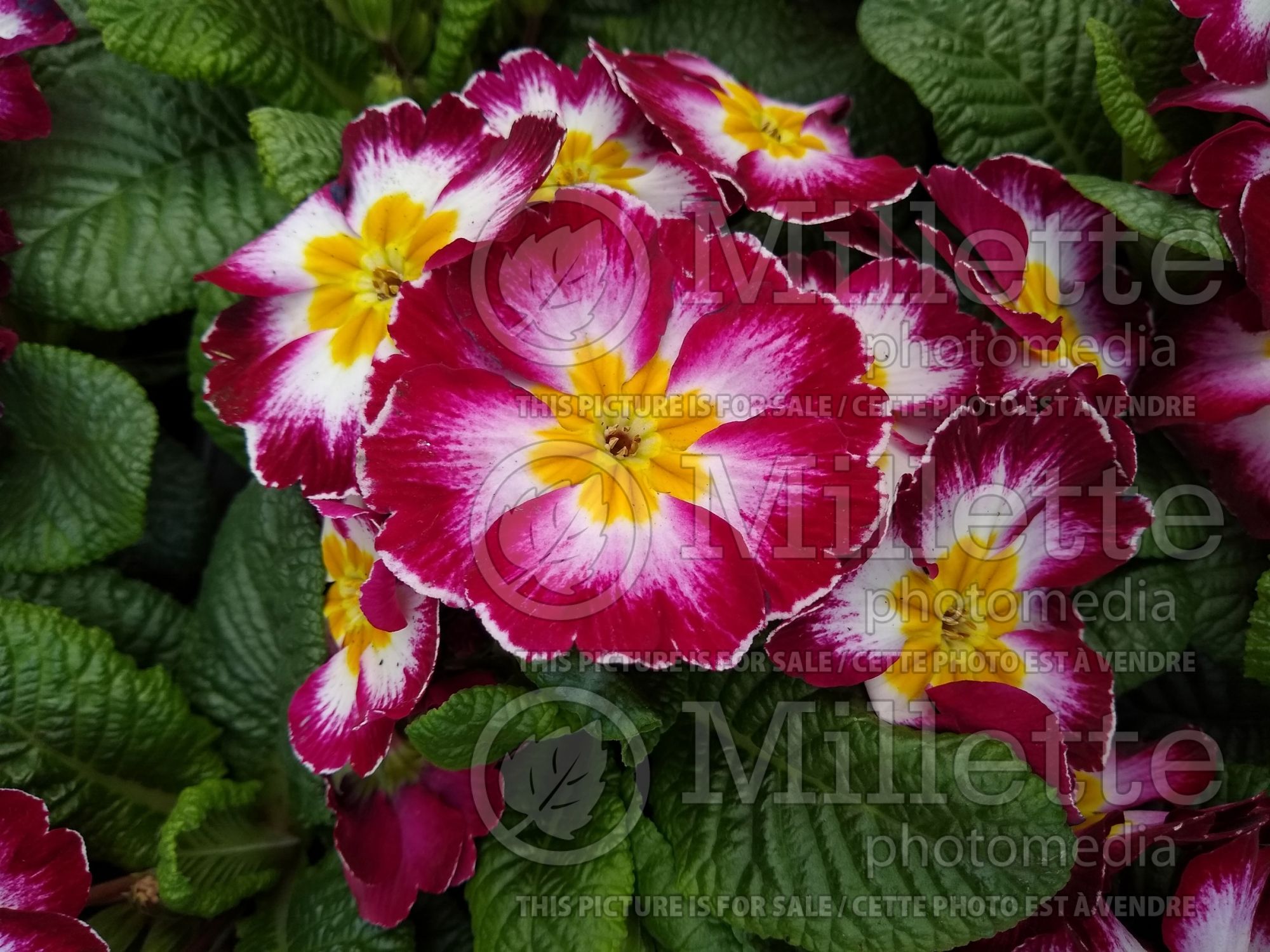 Primula Hethor Giant Purple Flame (Primrose) 3