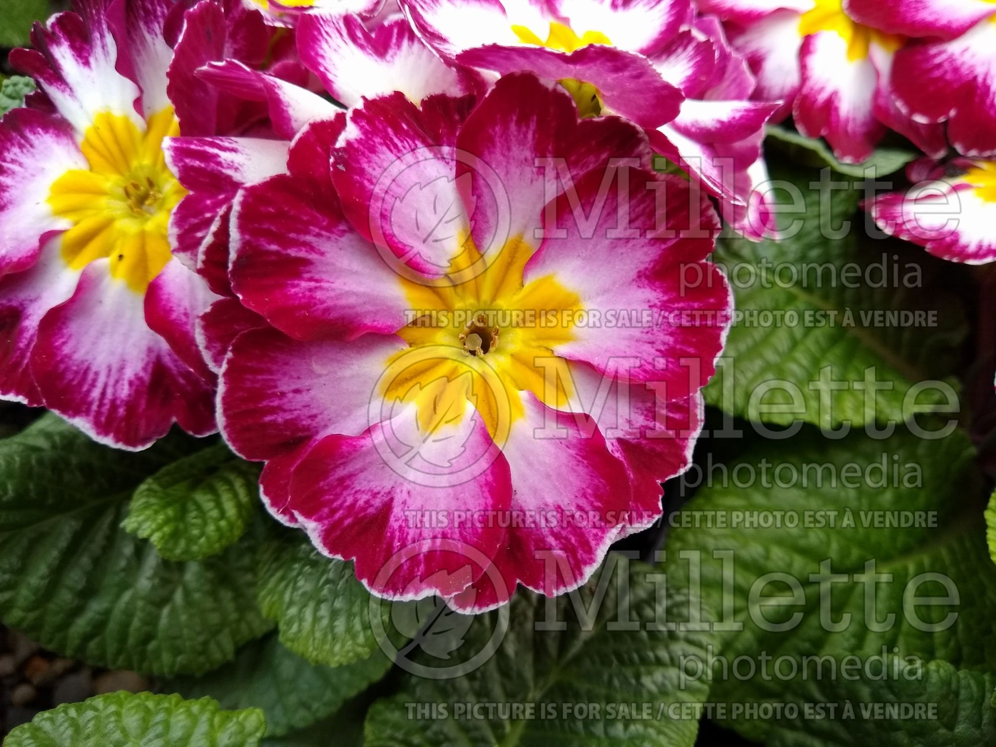 Primula Hethor Giant Purple Flame (Primrose) 4