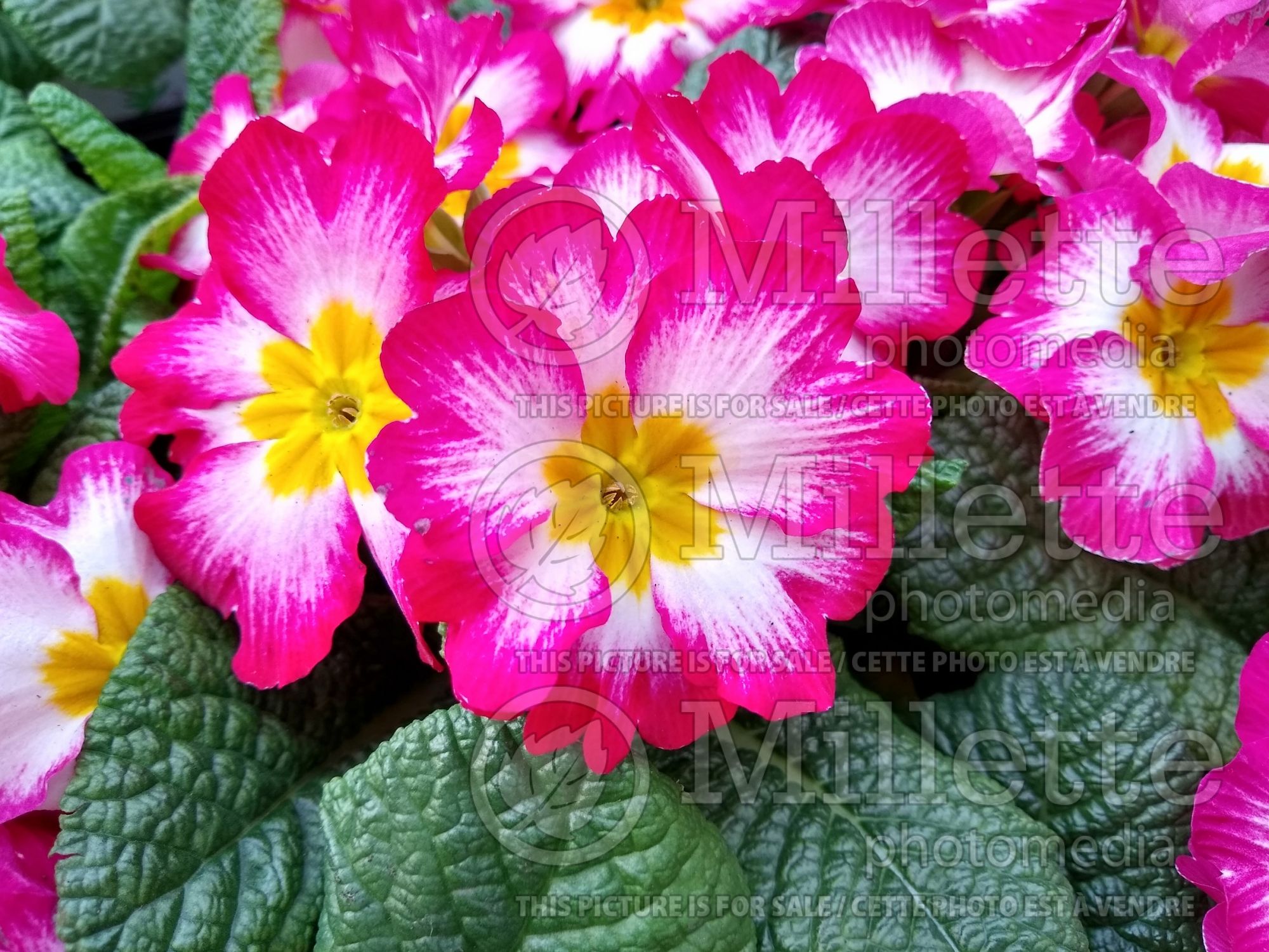 Primula Hethor Giant Purple Flame (Primrose) 1