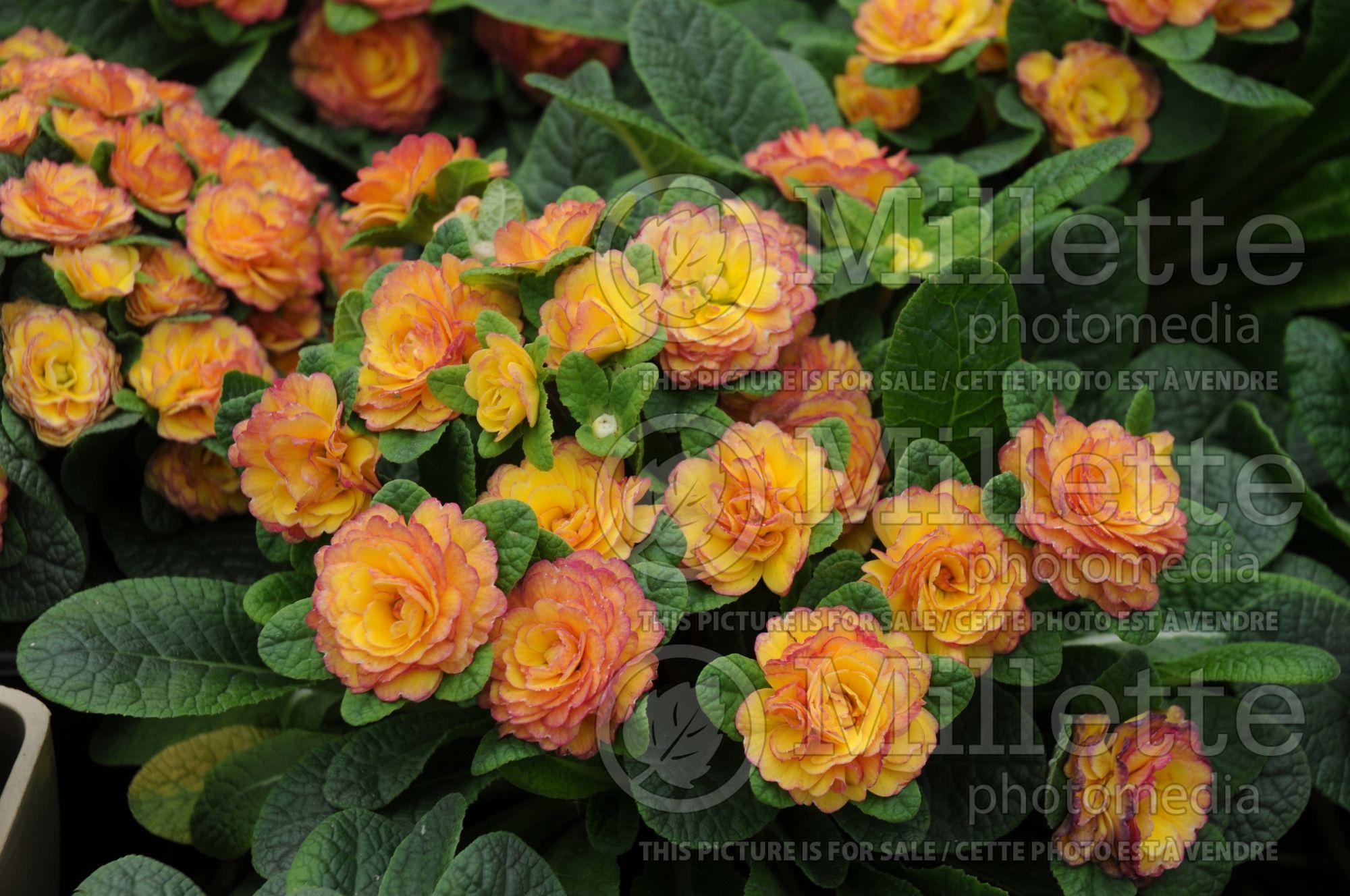 Primula Belarina Nectarine (Primrose) 7
