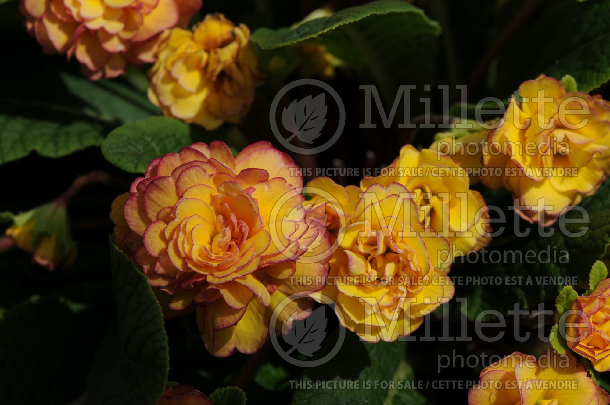 Primula Belarina Nectarine (Primrose) 9
