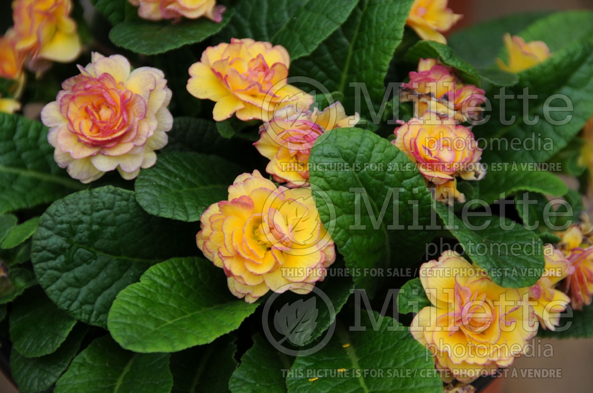 Primula Belarina Nectarine (Primrose) 11