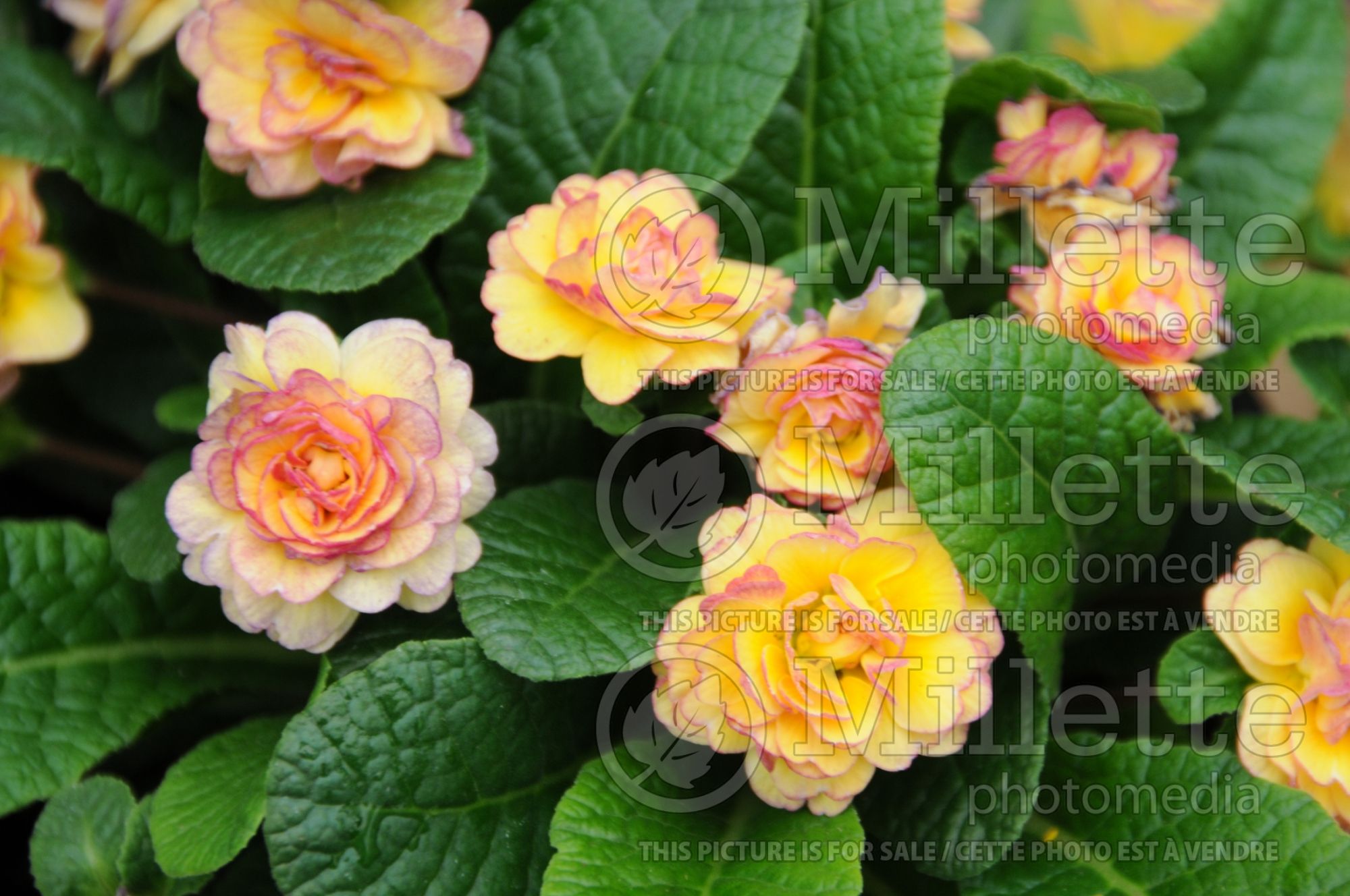 Primula Belarina Nectarine (Primrose) 12