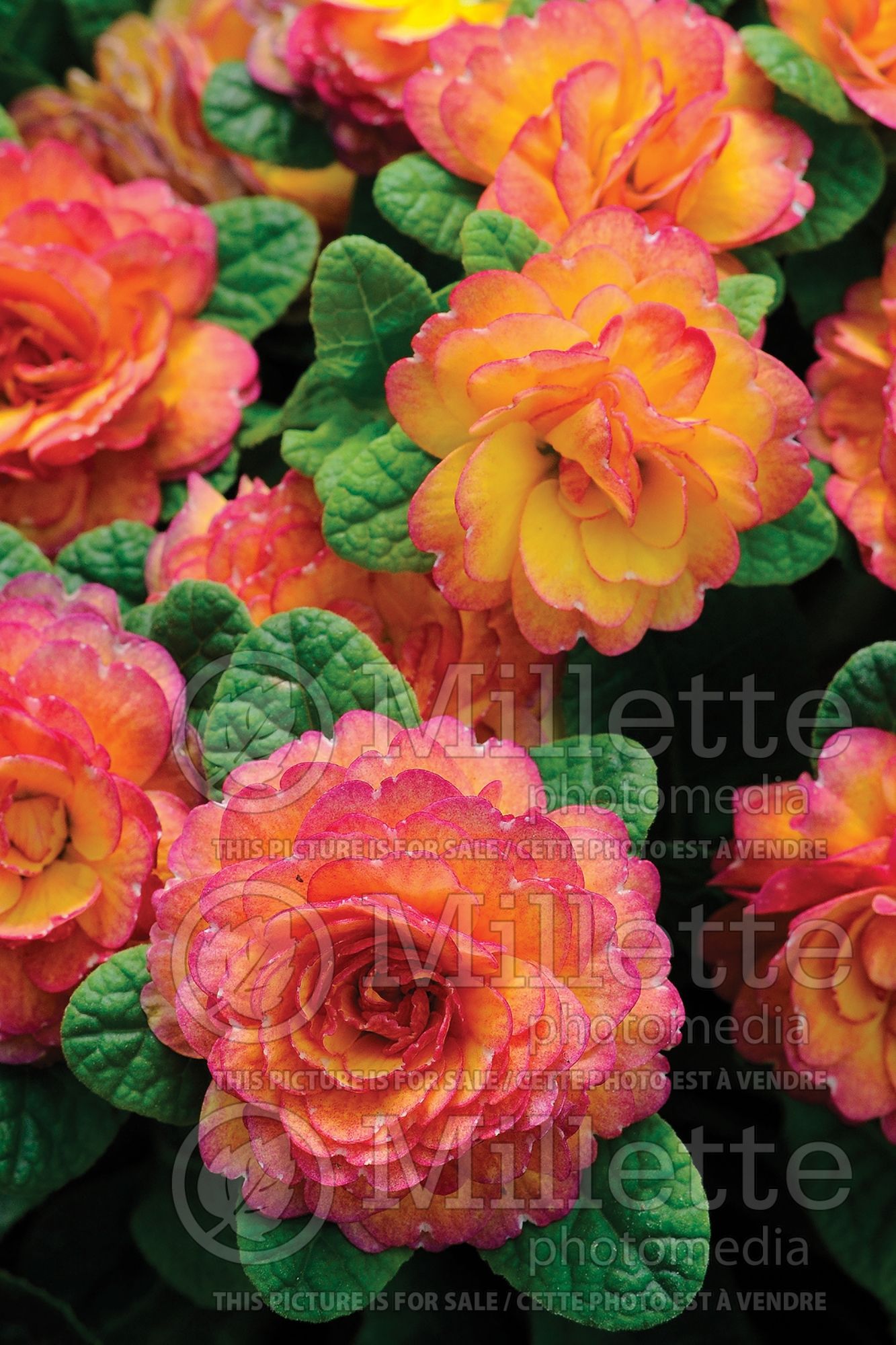 Primula Belarina Nectarine (Primrose) 14