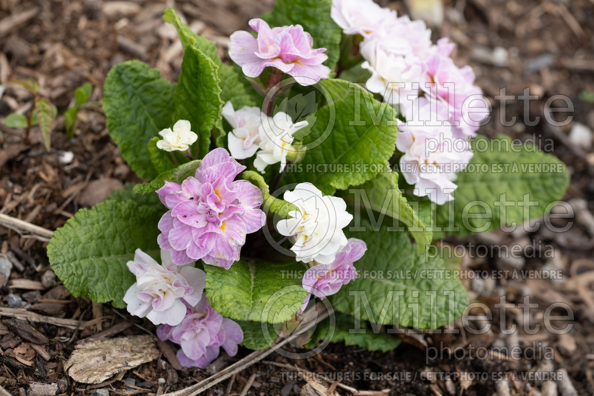 Primula Belarina Pink Ice aka Kerbelpice (Primrose) 3